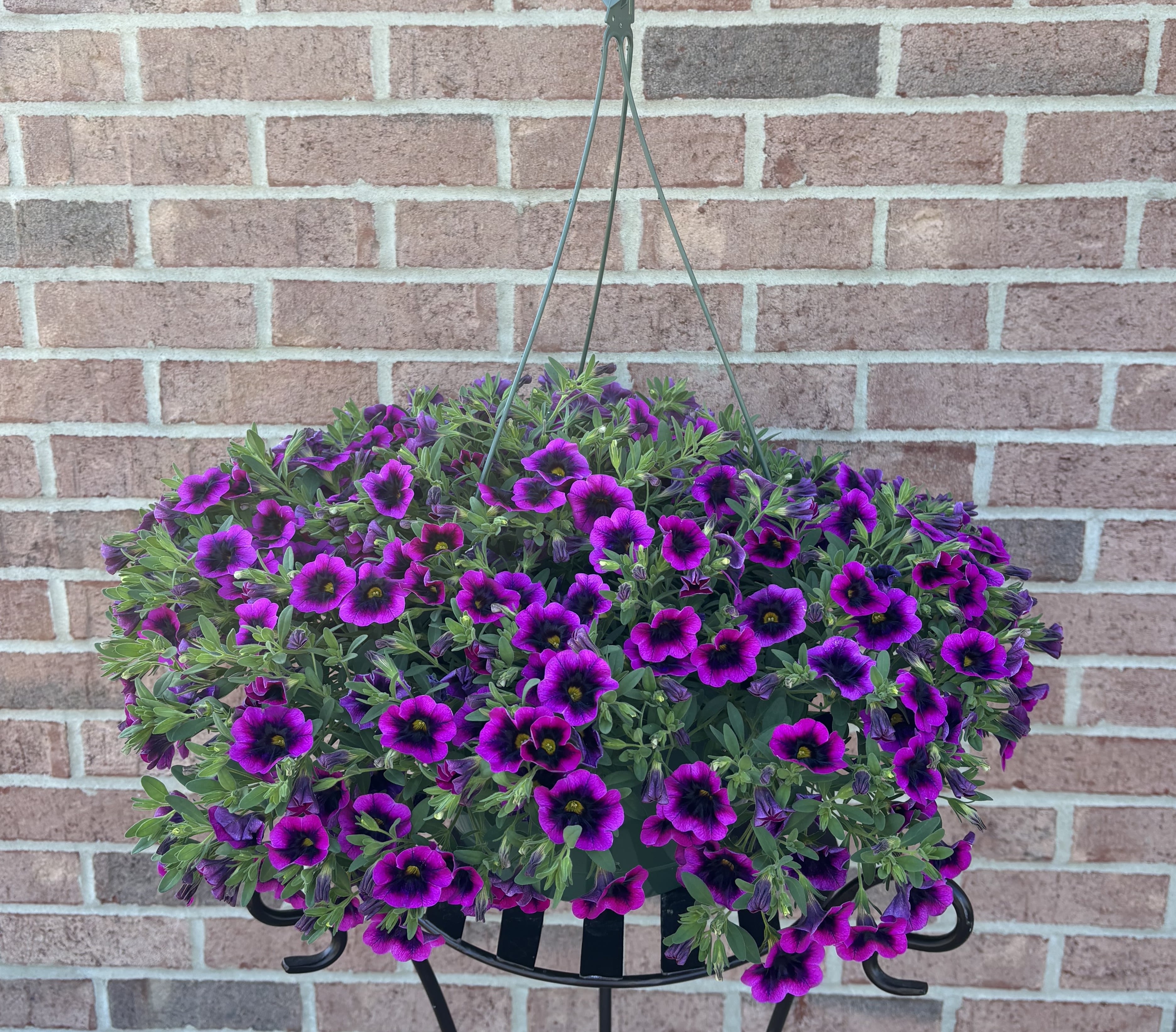 Vivid Splendor - Your Mother will be thrilled with this exquisite locally grown mixed flower hanging basket...it truly is splendiferous!  This green resin hanging basket is overflowing with strikingly vivid purple blooms.  It contains the most exquisite variety of "grape and deep purple" calibrochoa. The basket is delivered adorned with a coordinating bow and will thrive in full sun for at least 6 hours a day. 