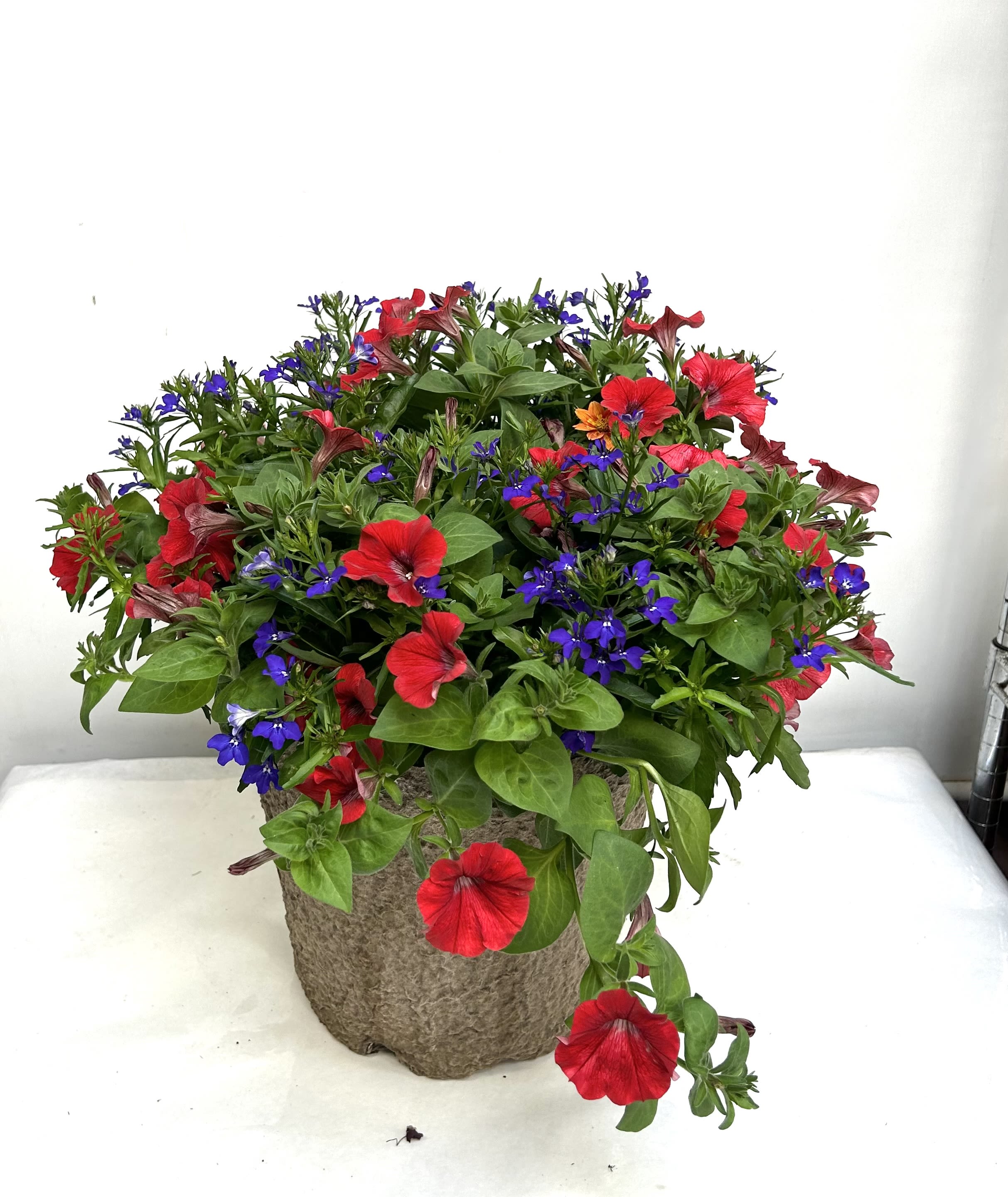 Red and purple mixed flowers in a textured pot