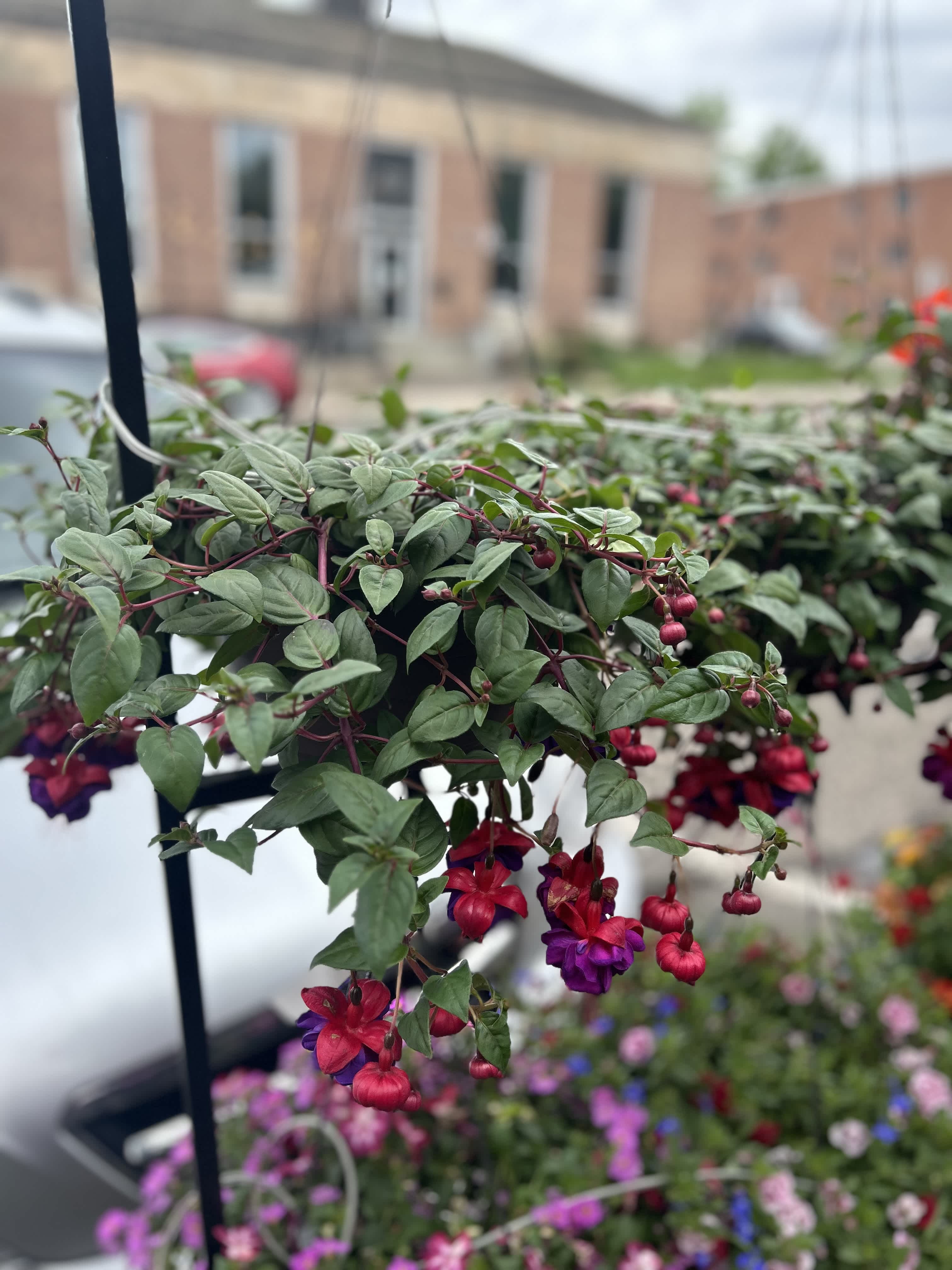 Hanging basket of trailing fuchsia flowers with pink and purple blooms
