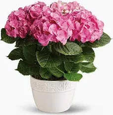 Hydrangea Plant - A beautiful Hydrangea plant. Colors may vary on the flowers and also the pot. 