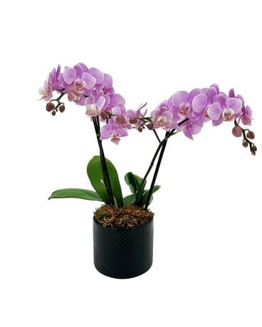 Potted purple orchids in a black container