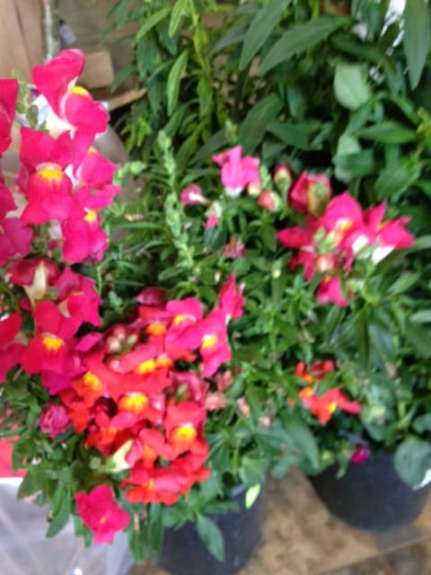 Potted pink and red flowers with yellow centers in a nursery setting
