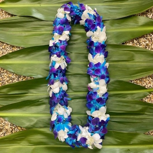 Blue &amp; White Double Orchid Lei - PLEASE CALL FOR AVAILABILITY BEFORE PLACING YOUR ORDER.  Make your upcoming graduation a memorable one with our special hand crafted orchid leis. The leis are meticulously constructed of double layers of dendrobium hybrid orchids and are guaranteed fresh for your graduation day.  PLEASE CALL FOR AVAILABILITY.