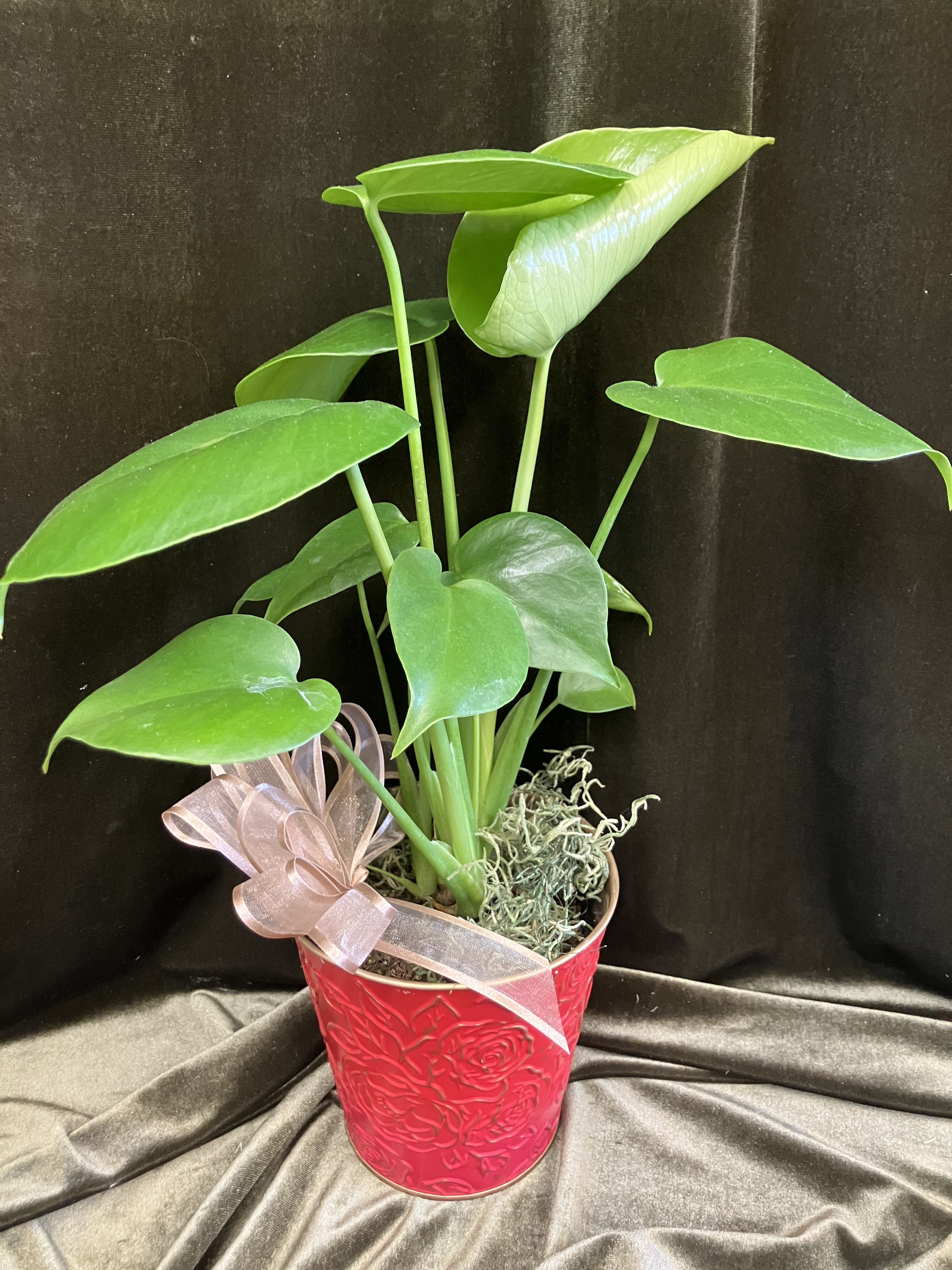 Small Monstera Plant  - Live green monstera houseplant in a pretty embossed tin container with neutral ribbon. 