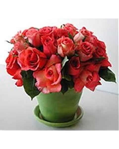 Roses -N- A Pot - Roses in a terracata pot is a beautiful way show your love for that special someone. 