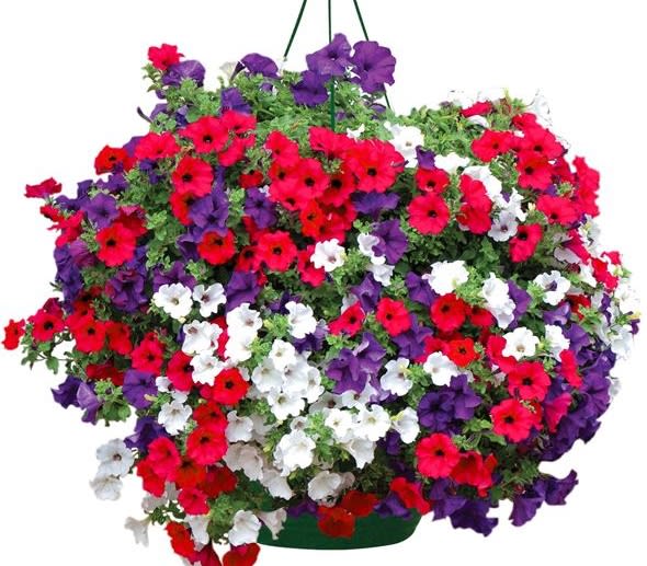 CLASSIC PETUNIA 6 HANGING BASKET -  This annual collection also makes a perfect gift for Mother's Day, housewarming parties or other special occasions.A colourful and really large Petunia variety which has been pre planted for your convenience. In shades of blue, white and red, this is a really bright and vibrantly beautiful mix, and also very patriotic looking. This Surfinia Classic variety is regarded as one of the best trailing Petunias and it will go on and on blooming beautifully until the first frosts