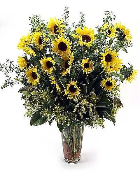 Simply Sunflowers - Sunflowers and solidago filler in a vase. 