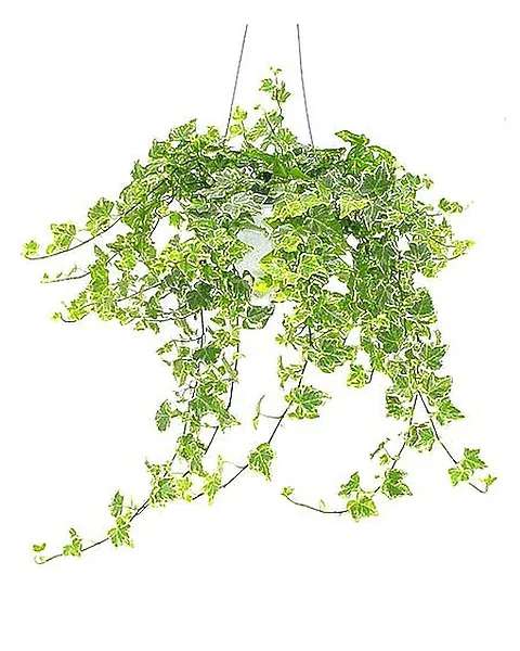 Variegated Ivy - The Variegated Ivy plant is a beautiful growing vine and a classic gift that is appropriate for any occasion. 