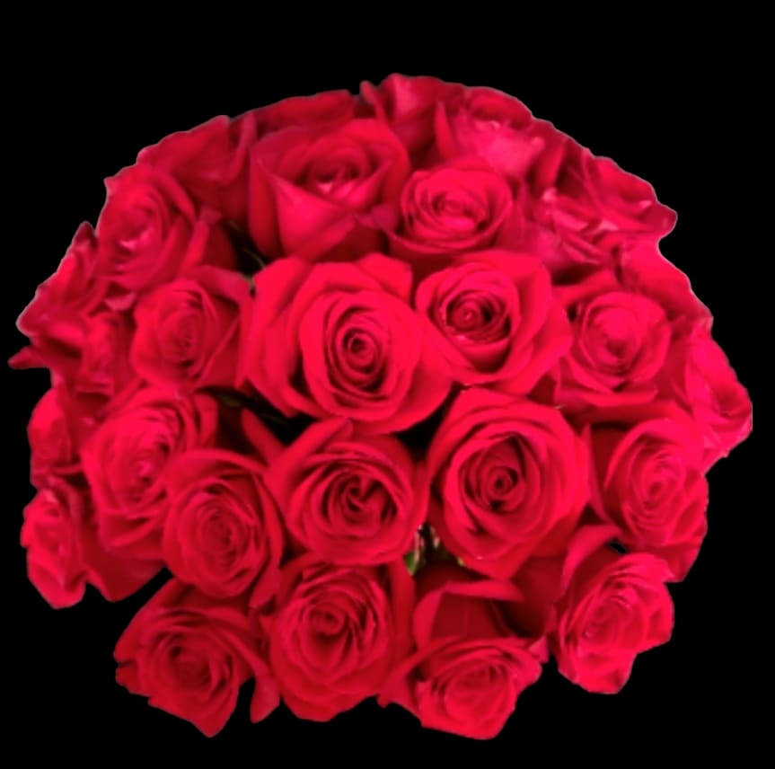 Modern Three Dozen Red Roses  - Make a bold statement with this beautifully simple design. Three Dozen Red Roses is the perfect gift for a birthday, anniversary or Valentine's Day, an Anniversary, or when anytime you're feeling romantic. Price listed is for Red roses only.   Arrangement Details: Three dozen red roses in a glass cylinder vase.  APPROXIMATE DIMENSIONS are 12"D X 12"H 
