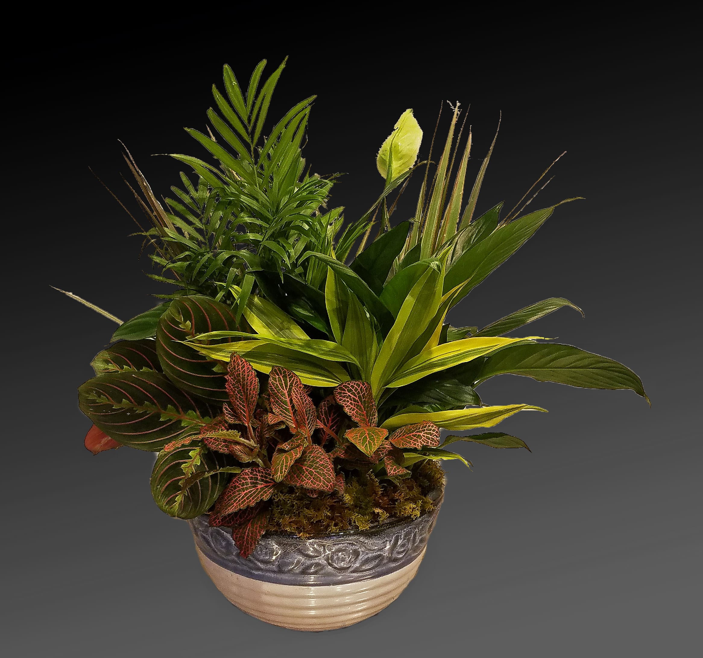 Potted tropical foliage arrangement with a decorative ceramic container