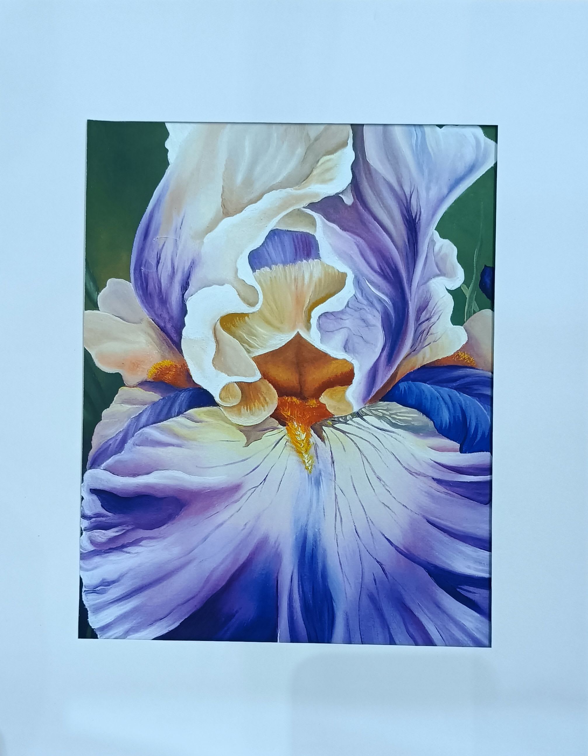 Framed art print of a purple and cream iris flower in close-up view