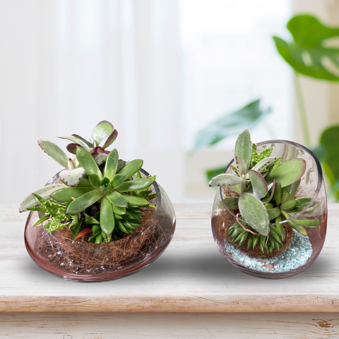 Two small succulent arrangements in round glass bowls