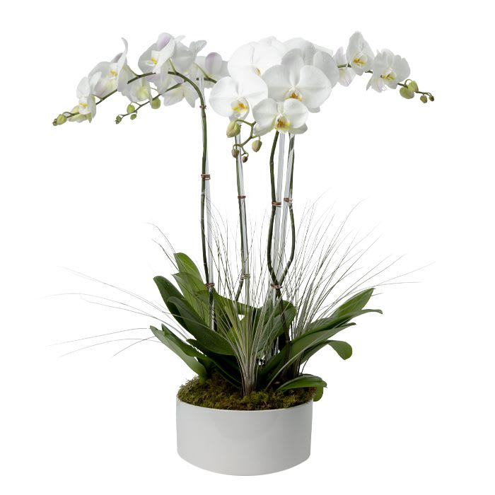 White phalaenopsis orchid plant with arching blooms and tall grasses in a low white pot