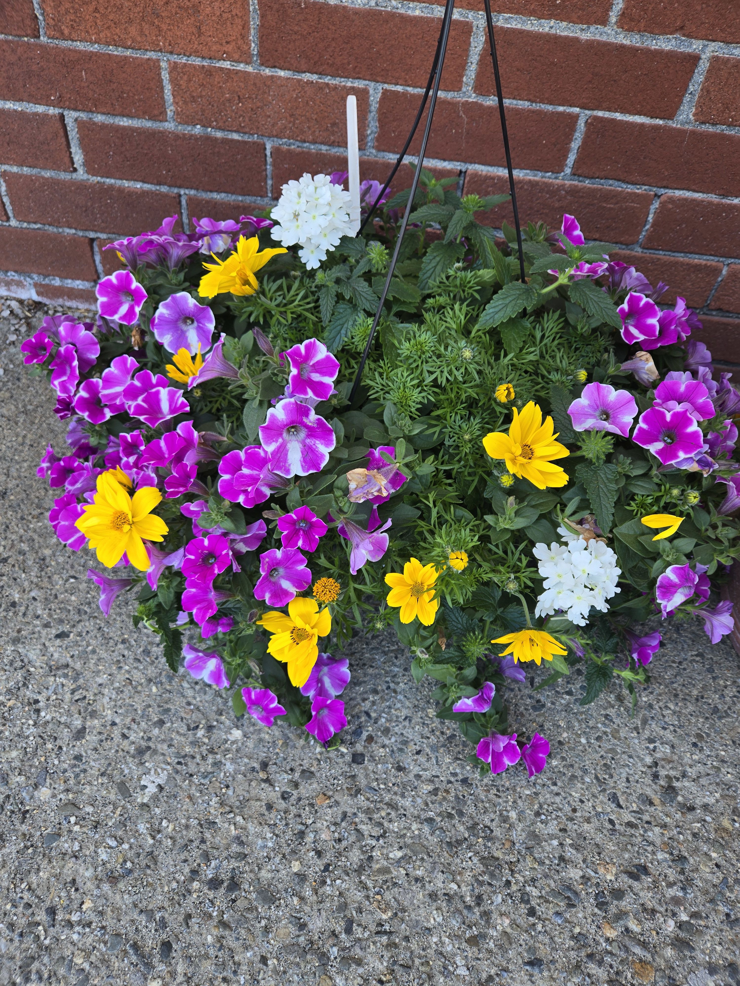 Hanging basket of purple petunias and yellow daisies against a brick wall