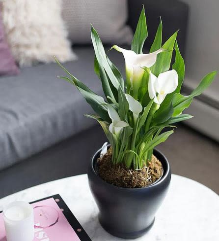 Beautiful Dish Garden  -  Pet Friendly? No Calla lilies contain insoluble calcium oxalates which are toxic to both dogs and cats. If ingested, they can cause oral irritation, swelling, and digestive distress; keep this plant strictly out of reach of household pets.    Human Allergy Note While Calla Lilies produce less airborne pollen than “true” lilies (Liliaceae family), they still carry pollen on the central spadix. Keep the plant in a well-ventilated area and avoid placing it directly next    Care &amp; Longevity To keep your Calla Lily thriving, keep the soil consistently moist but never soggy. Water gently at the base of the plant to avoid wetting the blooms, and ensure the decorative moss stays hydrated. Place in a bright spot with indirect light, avoiding harsh heat vents or direct afternoon sun which can scorch the leaves.   Best Occasions &amp; Situations  Memorial Services  Get Well / Thinking of You  Sophisticated Housewarming  Elegant Home Decor  Expression of Gratitude  ⭐ Why Customers Love It Timeless Elegance: The ivory-on-black aesthetic fits any professional or residential setting. Long-Lasting: Unlike cut flowers, this potted plant offers weeks of beauty. Symbolic Meaning: White Calla Lilies are universally recognized symbols of purity and rebirth.