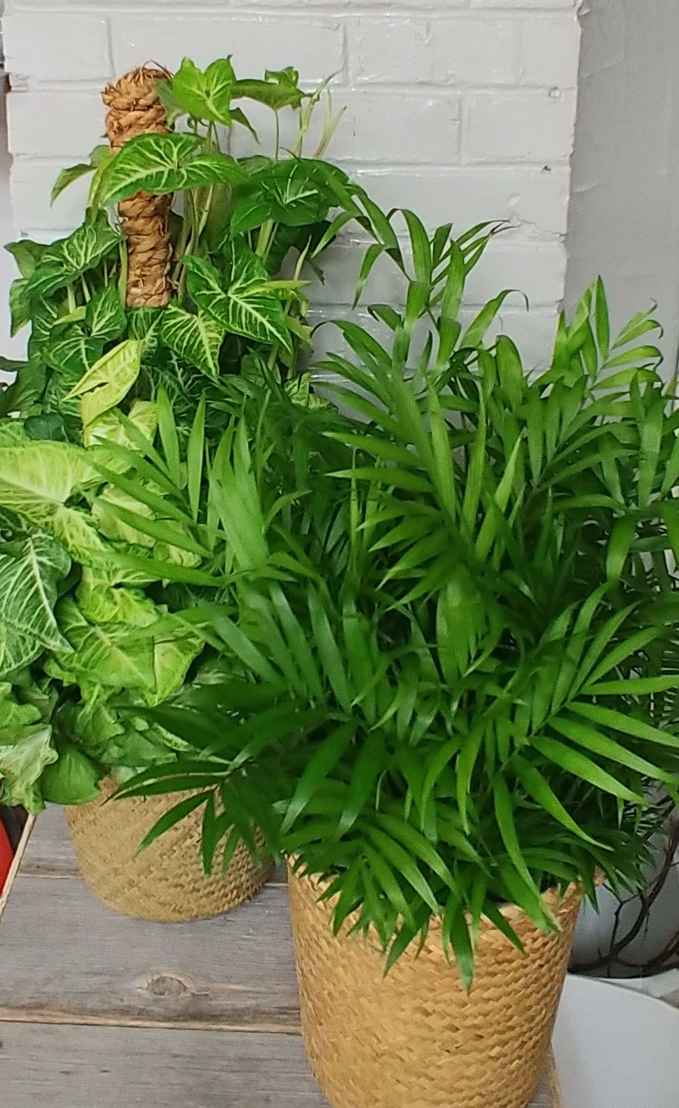 Large Green Plant - Designers Choice - Large green plant... Let us choose for you!!