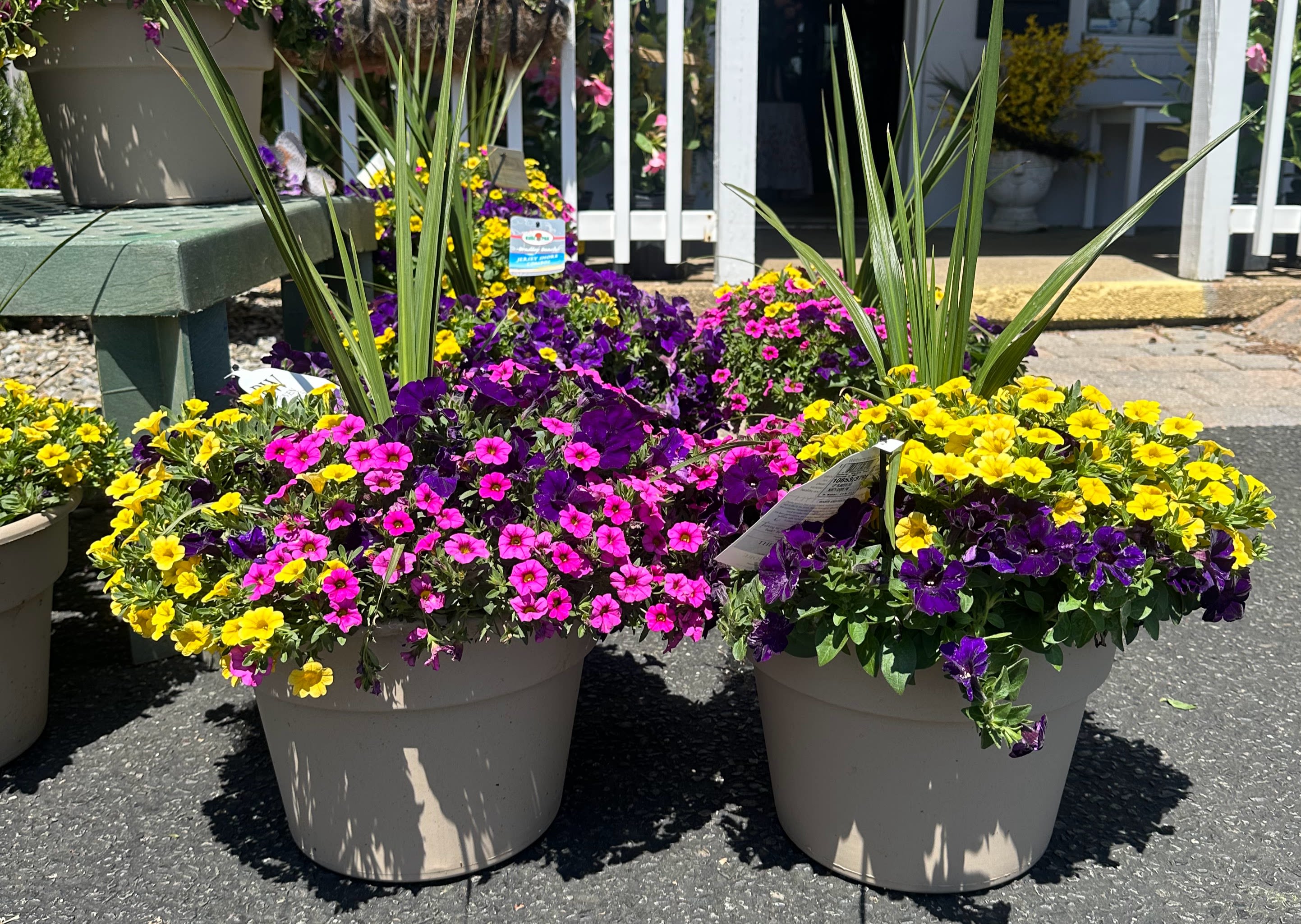 Outdoor Patio Planter - Assorted Varieties  - Outdoor Patio Planters, 12" pots,  potted with various mixed of plants. Approximately 24"-30" Tall   Assorted Varieties Available - Picture may not reflect actual planter delivered   Limited Quantities 