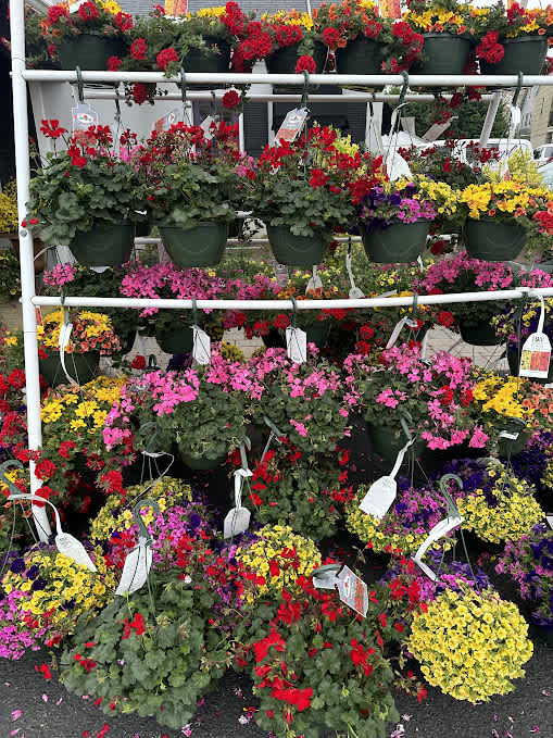 Pair of Matching Hanging Baskets  - Send 2 beautiful 10" Hanging Basket to celebrate Spring.    Varieties will vary and quantities are limited. 