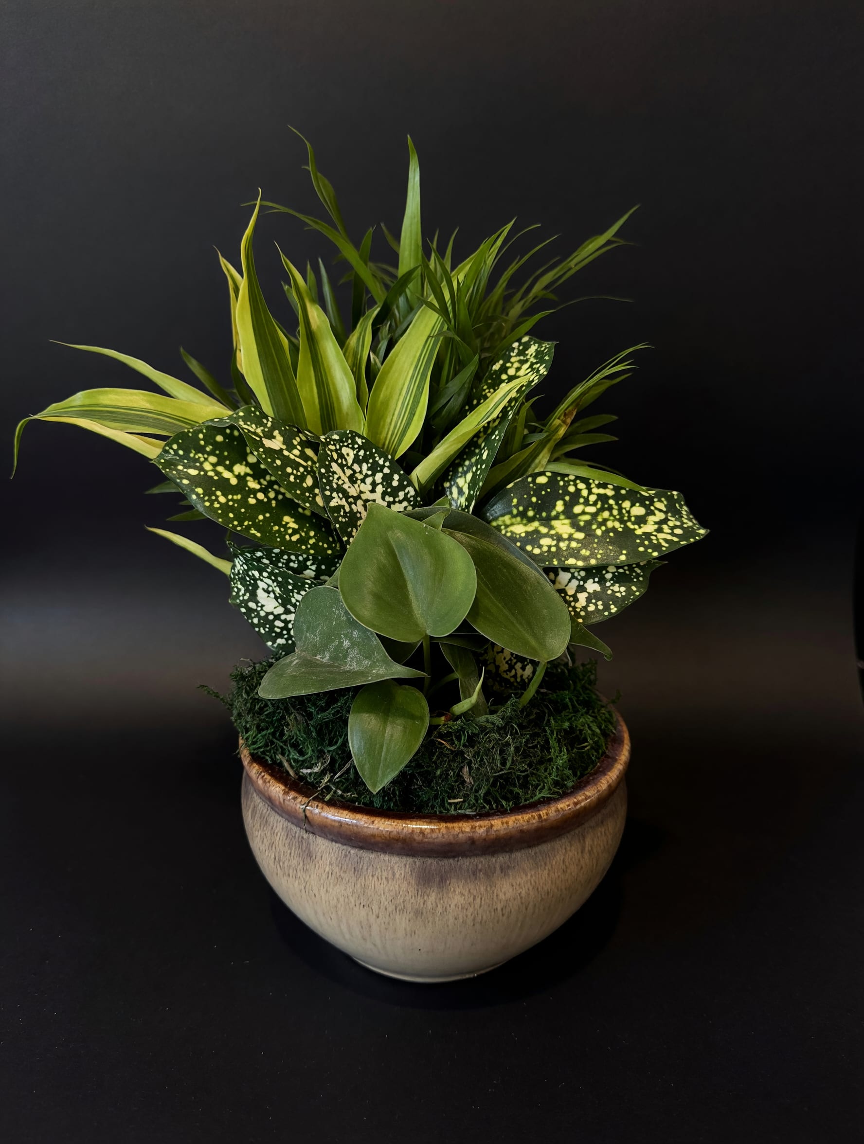 Dish Garden Ceramic - Small - Gift someone you love this adorable ceramic dish garden!