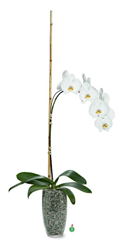 White orchid plant in a tall speckled vase