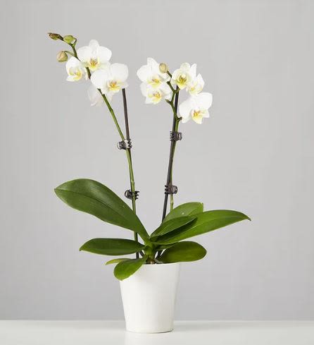 two stem Phalaenopsis white Orchid  - Pet Friendly? NO . Phalaenopsis orchids are non-toxic to cats and dogs according to the ASPCA. While safe for household pets, it is still best to keep the plant out of reach to prevent curious nibbling from damaging the delicate blooms.   Human Allergy Note No major allergy-triggering flowers noted. These orchids produce very little airborne pollen, making them an excellent choice for sensitive individuals.  Care &amp; Longevity To keep your orchid thriving, place it in bright, indirect light and avoid drafty vents or direct afternoon sun. Water sparingly—about once a week—allowing the medium to nearly dry out before watering again. Ensure the inner pot drains well so the roots never sit in standing water.    Best Occasions &amp; Situations  Housewarming  Congrats/celebration  Just because  Get well/comfort  Retirement flower  Flower crowns  Father’s Day ‍‍‍ Grandparent's day  Thinking of you  Why Customers Love It Long-lasting beauty that outlives traditional cut bouquets. Minimalist aesthetic that fits perfectly with modern home decor. Pet-safe and allergy-friendly for a worry-free gift. Low-maintenance care requirements for busy recipients.