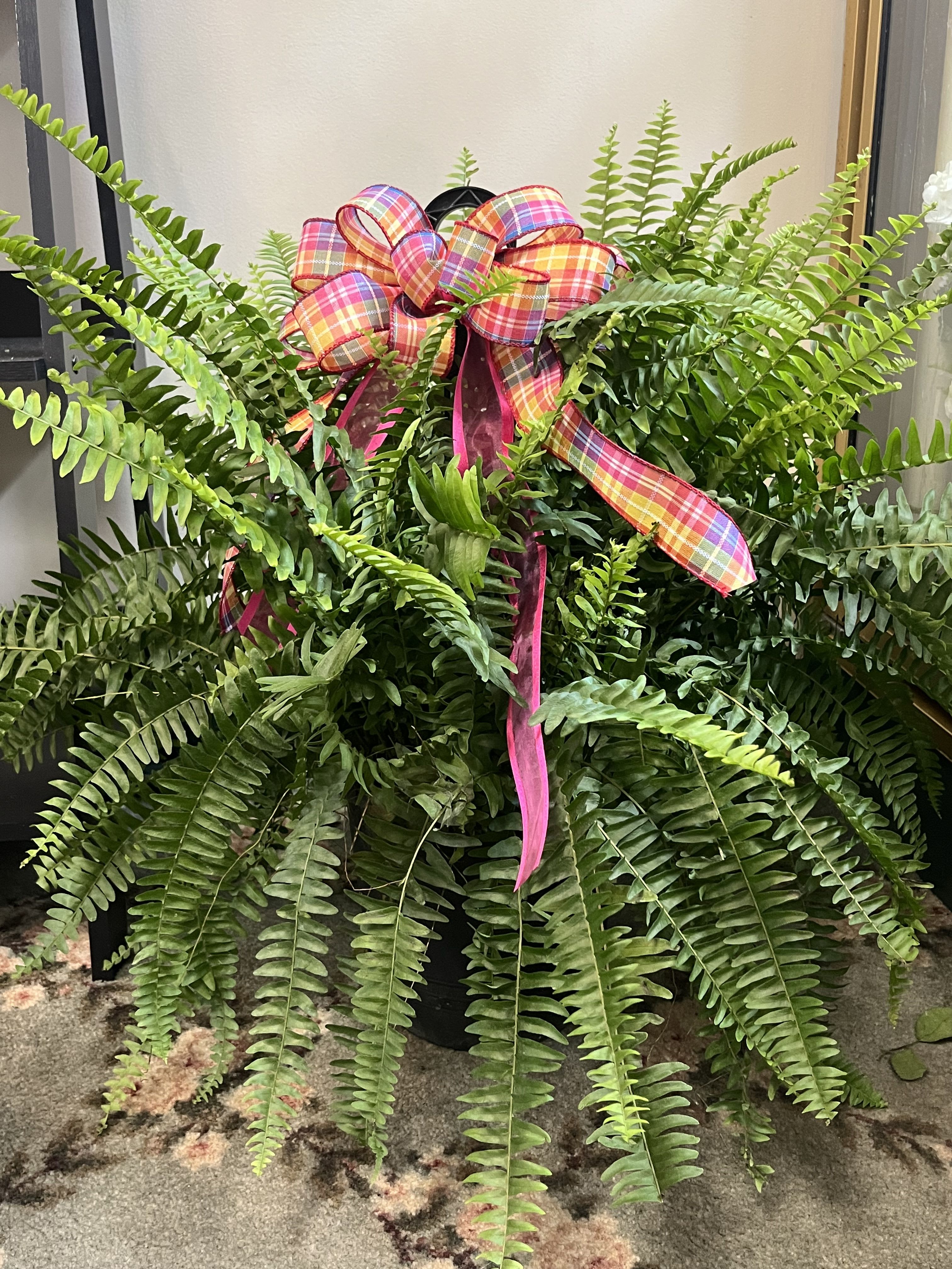Hanging Boston Fern - Lush Boston fern with a pretty bow