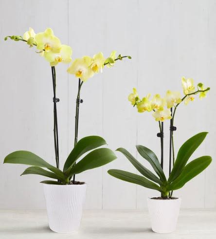 two stem yellow Phalaenopsis Orchids  -  Pet Friendly? Yes . Phalaenopsis orchids are considered non-toxic to cats and dogs according to the ASPCA. While safe, it is still best to keep plants out of reach to prevent curious pets from nibbling the leaves or knocking over the ceramic pots.    Human Allergy Note No major allergy-triggering flowers noted. Orchids produce very little airborne pollen, making them an excellent choice for sensitive individuals.   Care &amp; Longevity To keep your orchids blooming, place them in bright, indirect light and avoid drafty areas or heat vents. Water sparingly—typically one or two ice cubes or a small splash of water once a week is sufficient—ensuring the roots do not sit in standing water. As blooms eventually fade, snip the stem just above a “node” to encourage future growth.    Best Occasions &amp; Situations  Elegant Birthday gift  Get Well / Encouragement  Professional Office/Desk decor  Housewarming gesture  Congratulations on a new venture  Sophisticated “Just Because”  Why Customers Love It Long-lasting beauty that survives much longer than a standard bouquet. Clean, modern aesthetic that fits any decor style. Low-maintenance care requirements for busy plant parents. Pet-safe foliage, providing peace of mind for animal lovers. High-quality textured ceramic containers included.