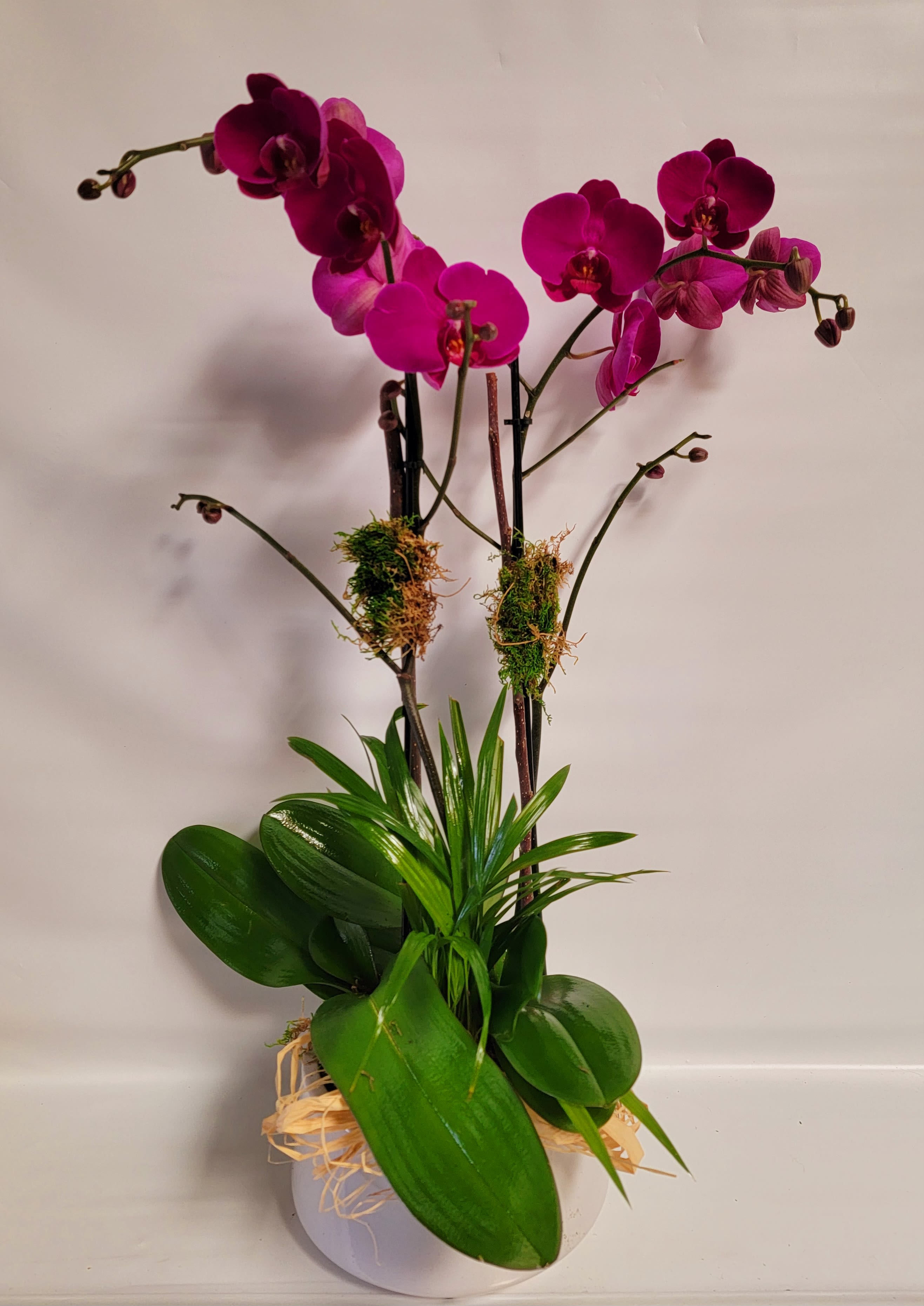 Potted magenta orchids with broad green leaves in a white container