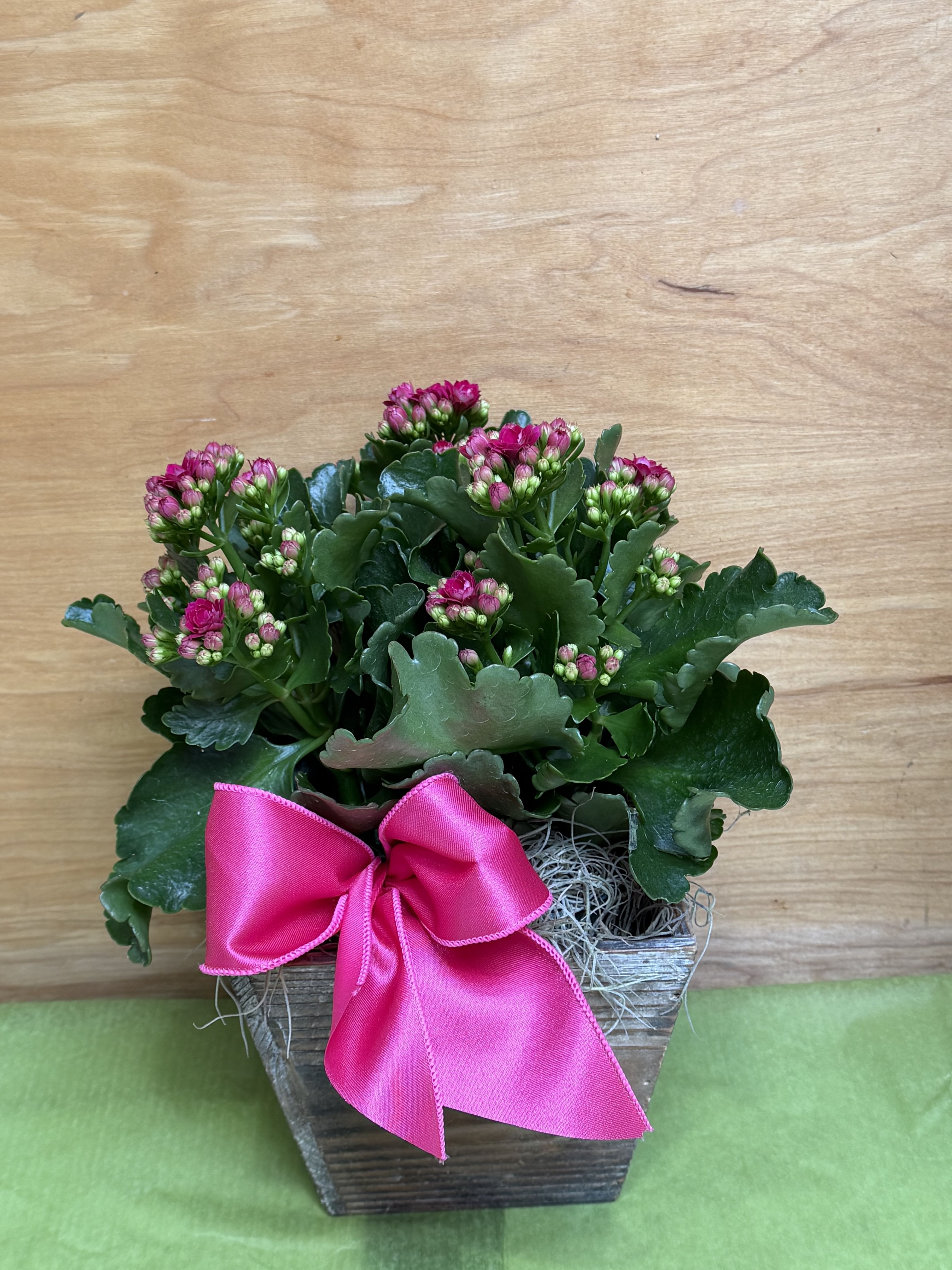 Calandiva - Compact Calandiva plant in a rustic wooden planter, satin bow and decorative moss. Color of calandiva may vary. 