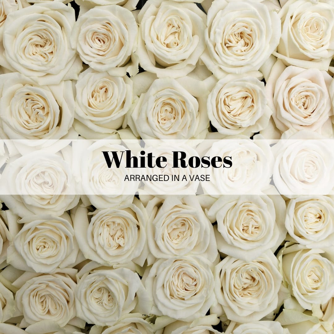 White roses arranged in a vase
