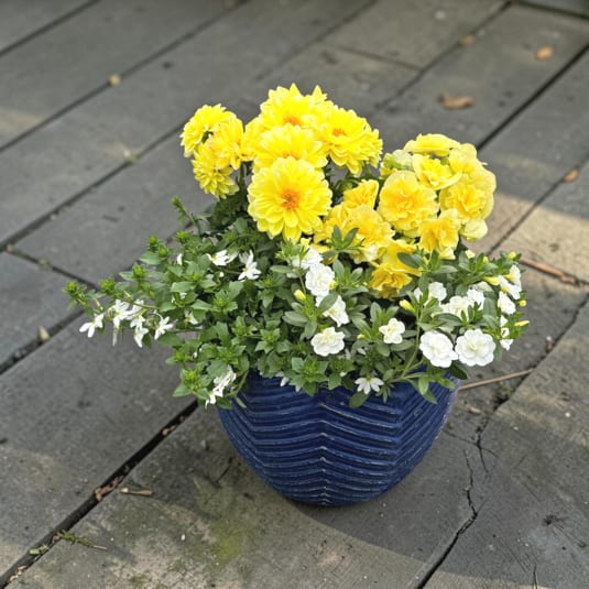 Medium Blue Ceramic Planter - Bright yellow chrysanthemums and tall pale calla lilies create an immediate burst of sunshine in this flower arrangement, making it a perfect birthday bouquet, spring centerpiece, or cheerful thank-you gift. The combination of rounded yellow blooms with delicate white daisy-like flowers and compact green foliage gives the recipient a fresh, garden-fresh impression-she'll feel genuinely uplifted and seen by this bright, friendly display.  Set in a medium blue ribbed ceramic planter, the blue-green contrast makes the yellow and white pop while the textured pot adds casual polish to tabletops or entryways. Layers of flowers rise and spill outward: taller calla lilies at the center, mid-height chrysanthemums, and a lower ring of small white blooms and green accents for a full, balanced silhouette. The planter arrives ready to display and suits everyday gifting, spring decorating, or any moment you want to send a sunny, heartfelt message.