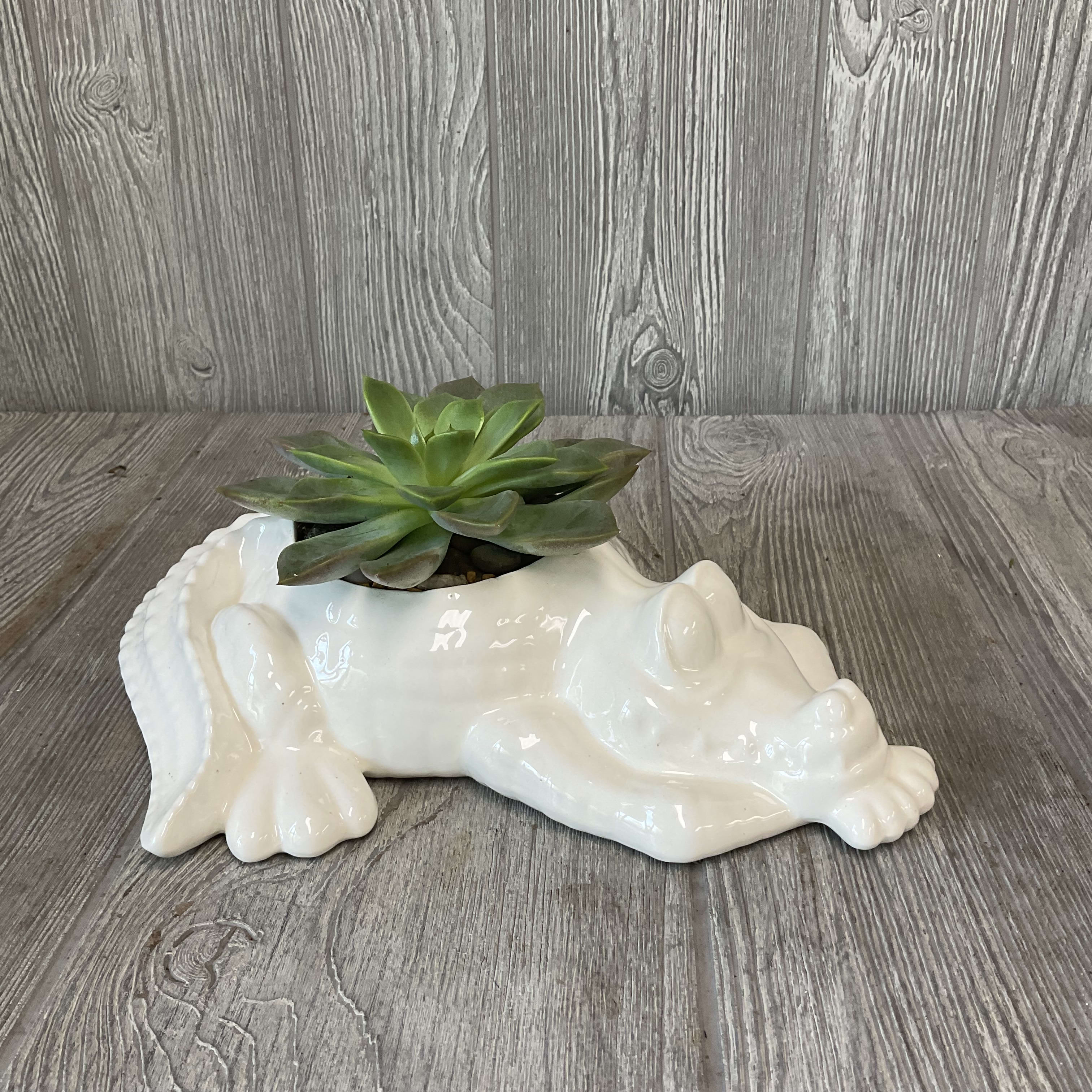 Succulent in a white ceramic frog planter