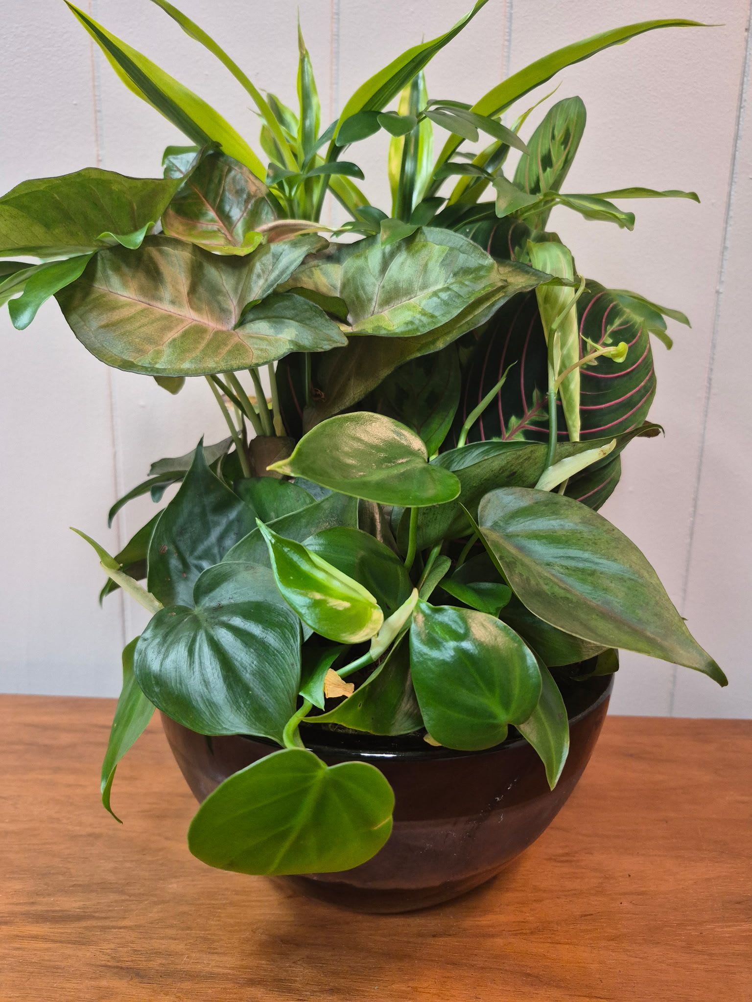 8" Ceramic Dish Garden -  8" dark ceramic bowl with layered plant varieties for a lush, modern look