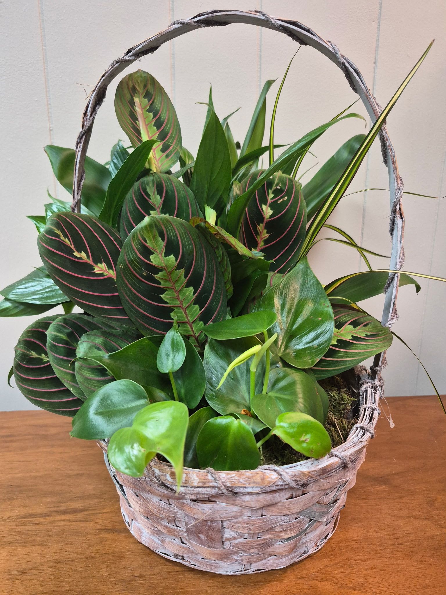 10" Wicker Dish Garden - Woven 10" basket of assorted plants for a full, casual indoor garden