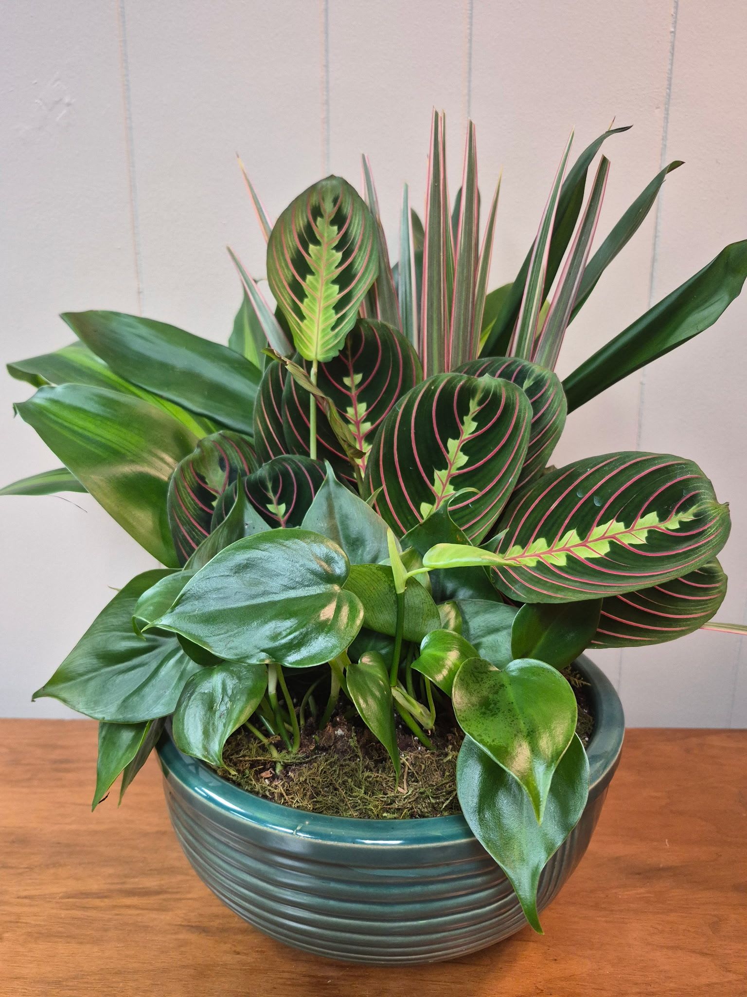 10" Ceramic Dish Garden - Lush mixed houseplant arrangement in a 10" ceramic bowl