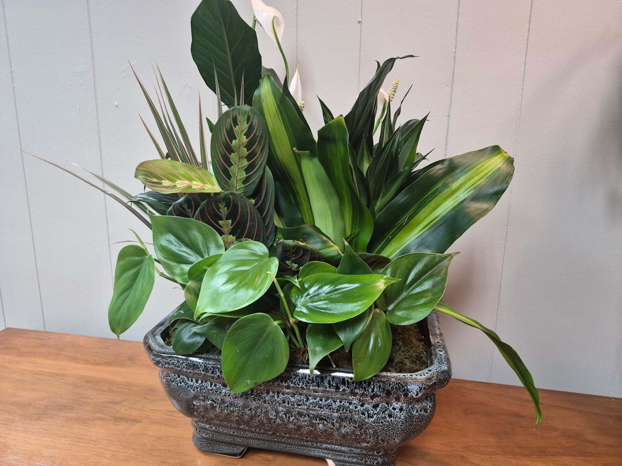 12" Ceramic Dish Garden - Lush mixed tropical plants in a 12" ceramic Planter