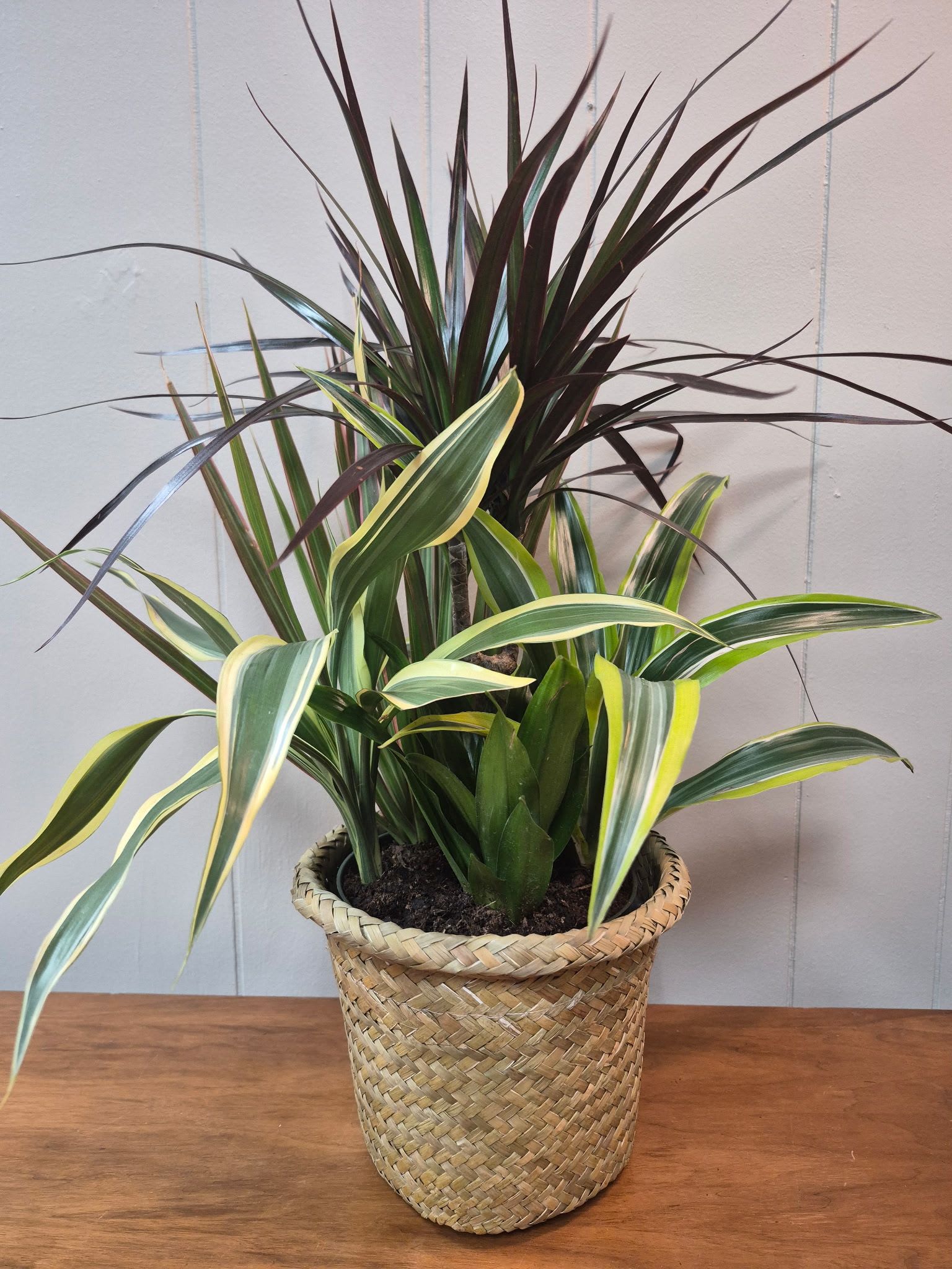 6" Combo - Lush Plant Combination in a 6" basket