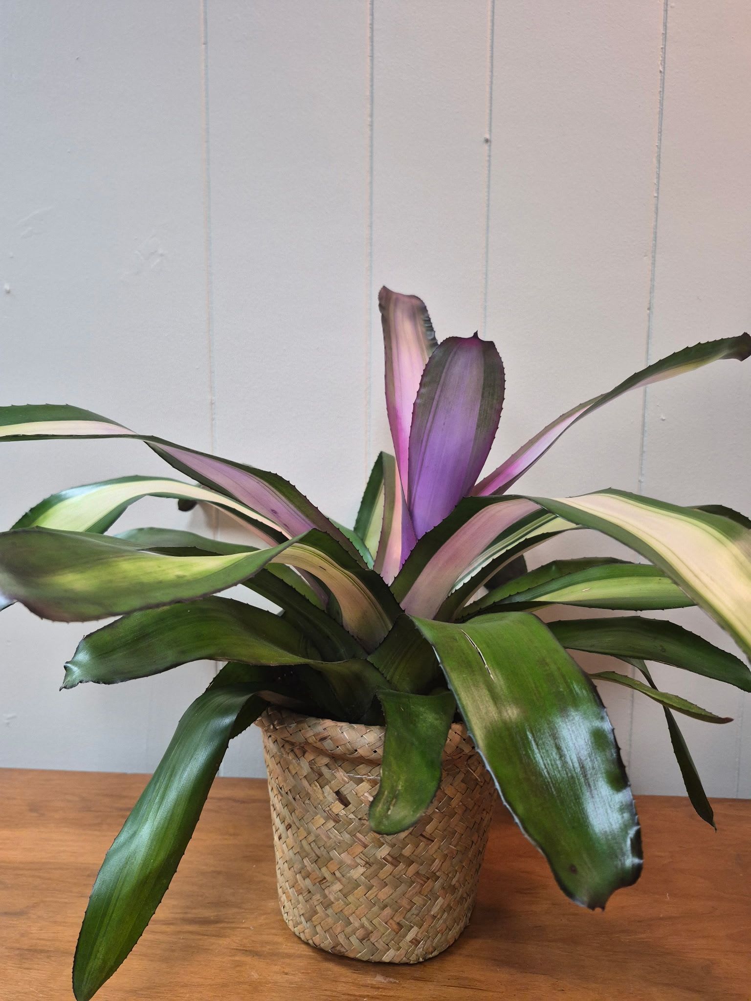 Bromeliad - This potted bromeliad in a woven basket planter makes a great housewarming centerpiece.