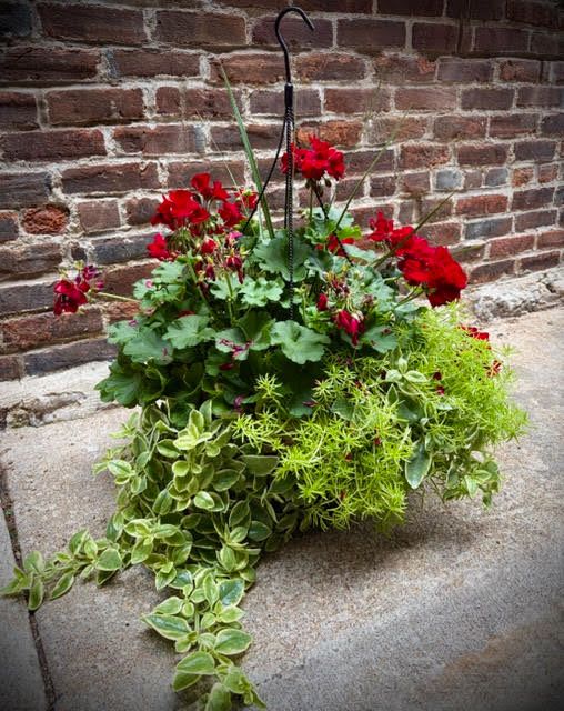Large Premium Red Geranium Hanging Basket - Perfect for any gardener or flower-lover, this stunning, red geranium hanging basket is a great gift to show your appreciation.