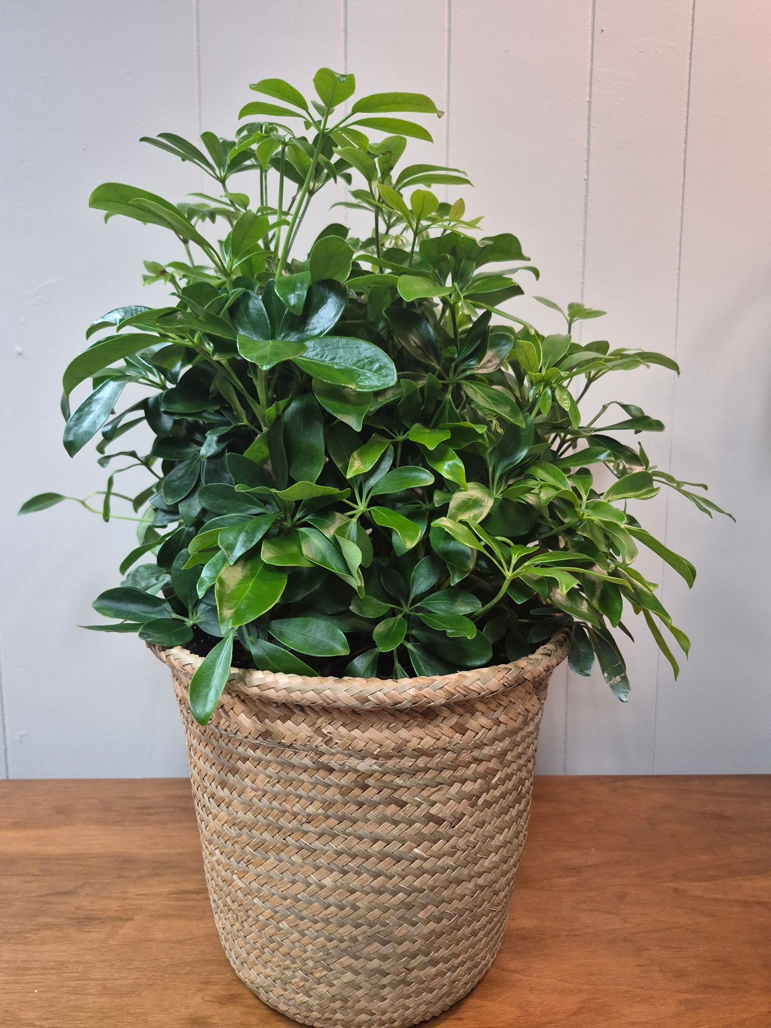 8" Arboricola - This beautiful Arboricola plant in an 8" basket makes the perfect gift for any occasion