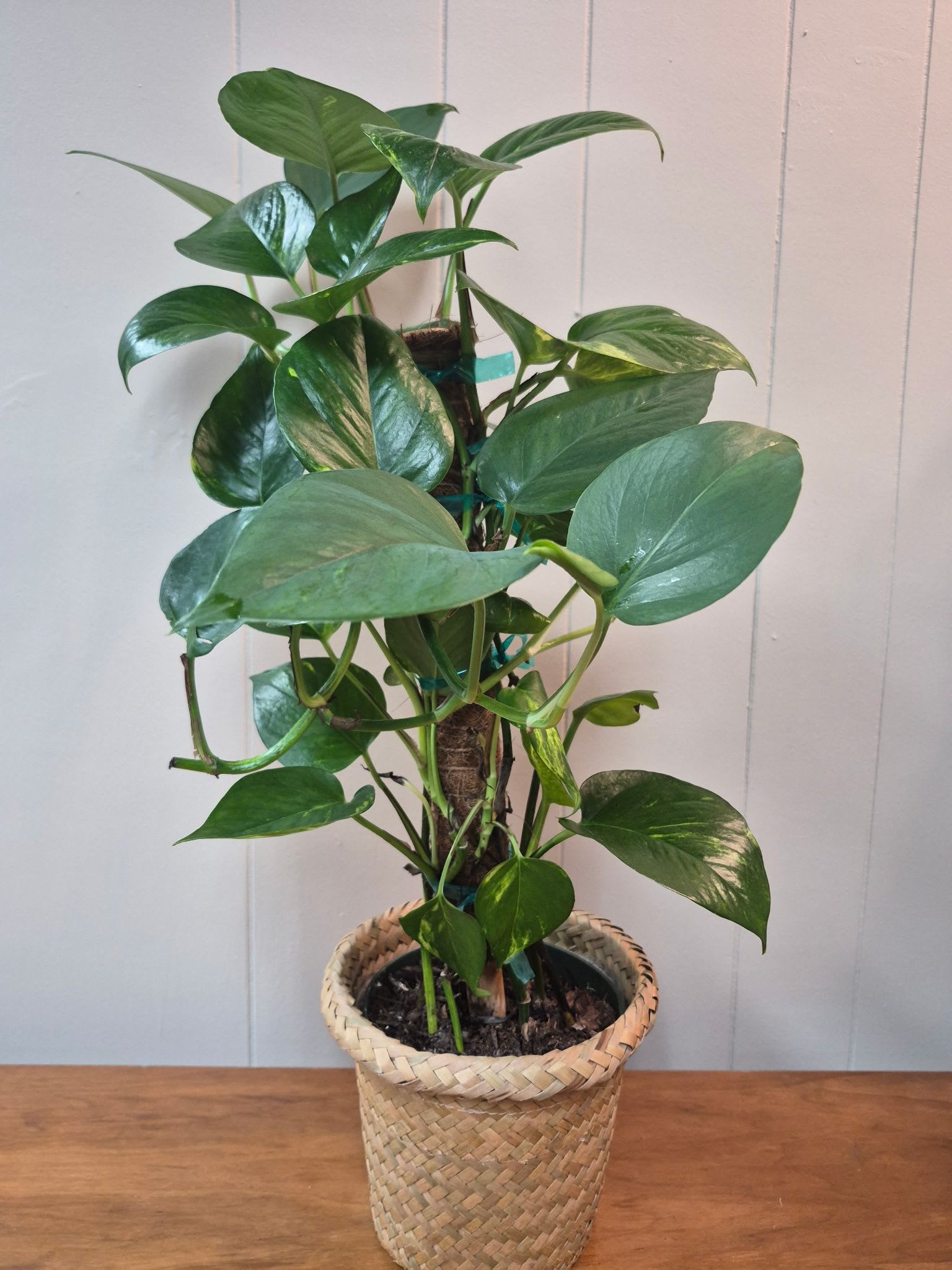 6" Pothos - Gorgeous 6" Pothos plant in a woven basket