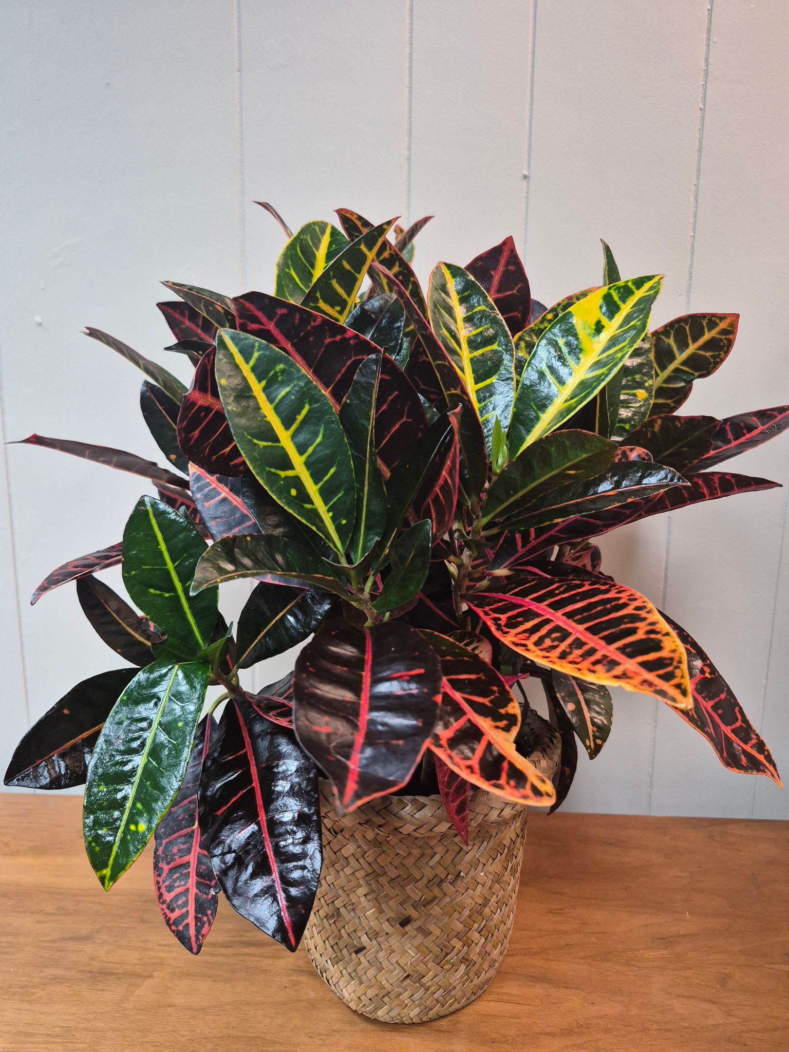 Croton - 6" Croton in a woven basket planter makes a cheerful indoor accent.