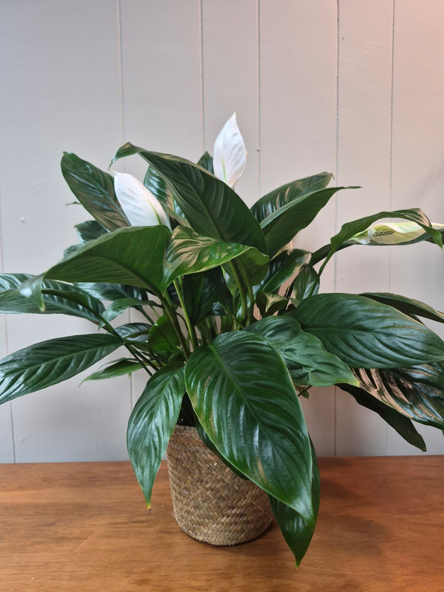 6" Peace Lily - 6" Peace Lily in a woven basket planter makes a perfect gift for any occasion.