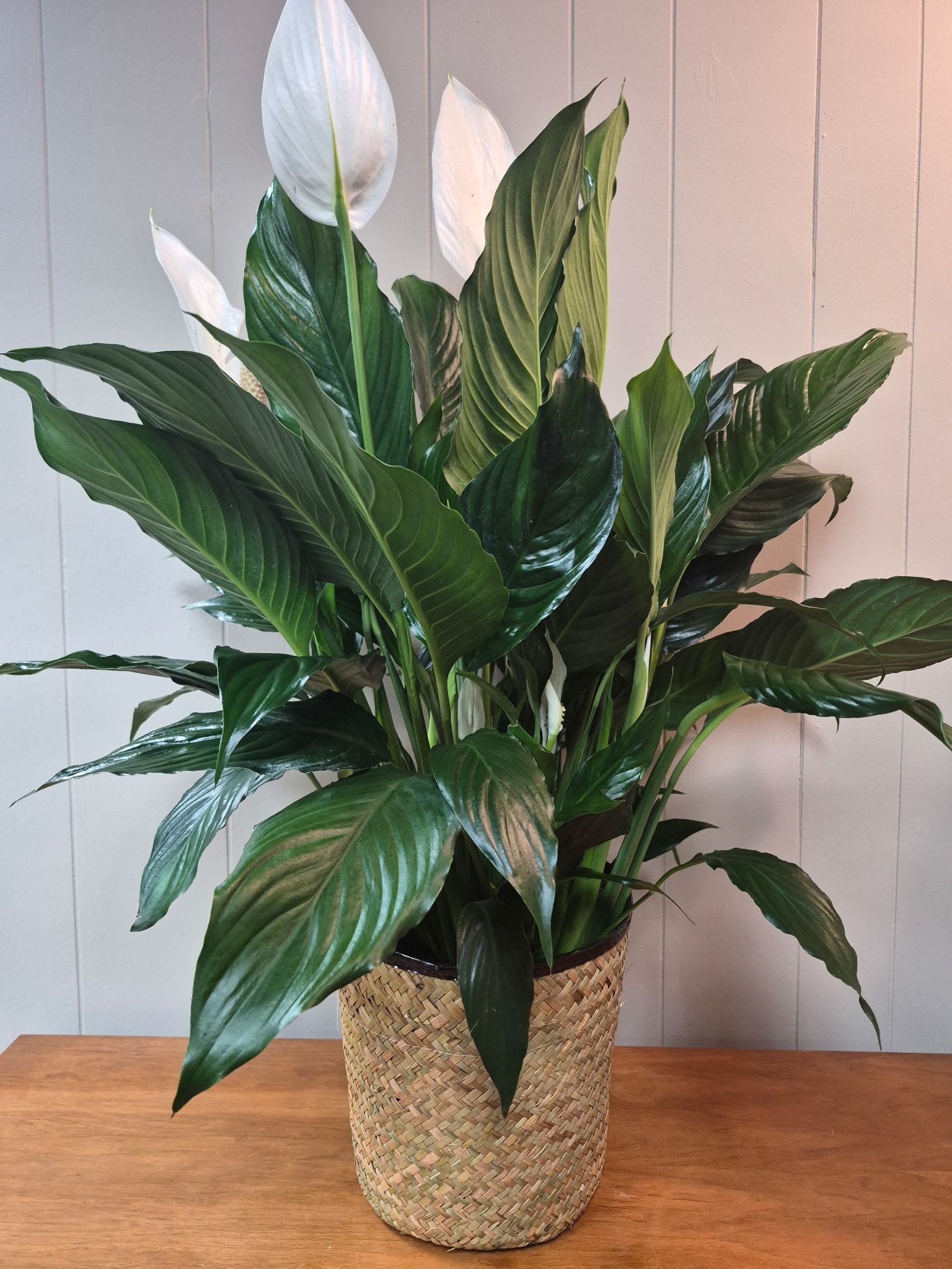 8" Peace Lily - Lush 8" peace lily in a woven basket planter 