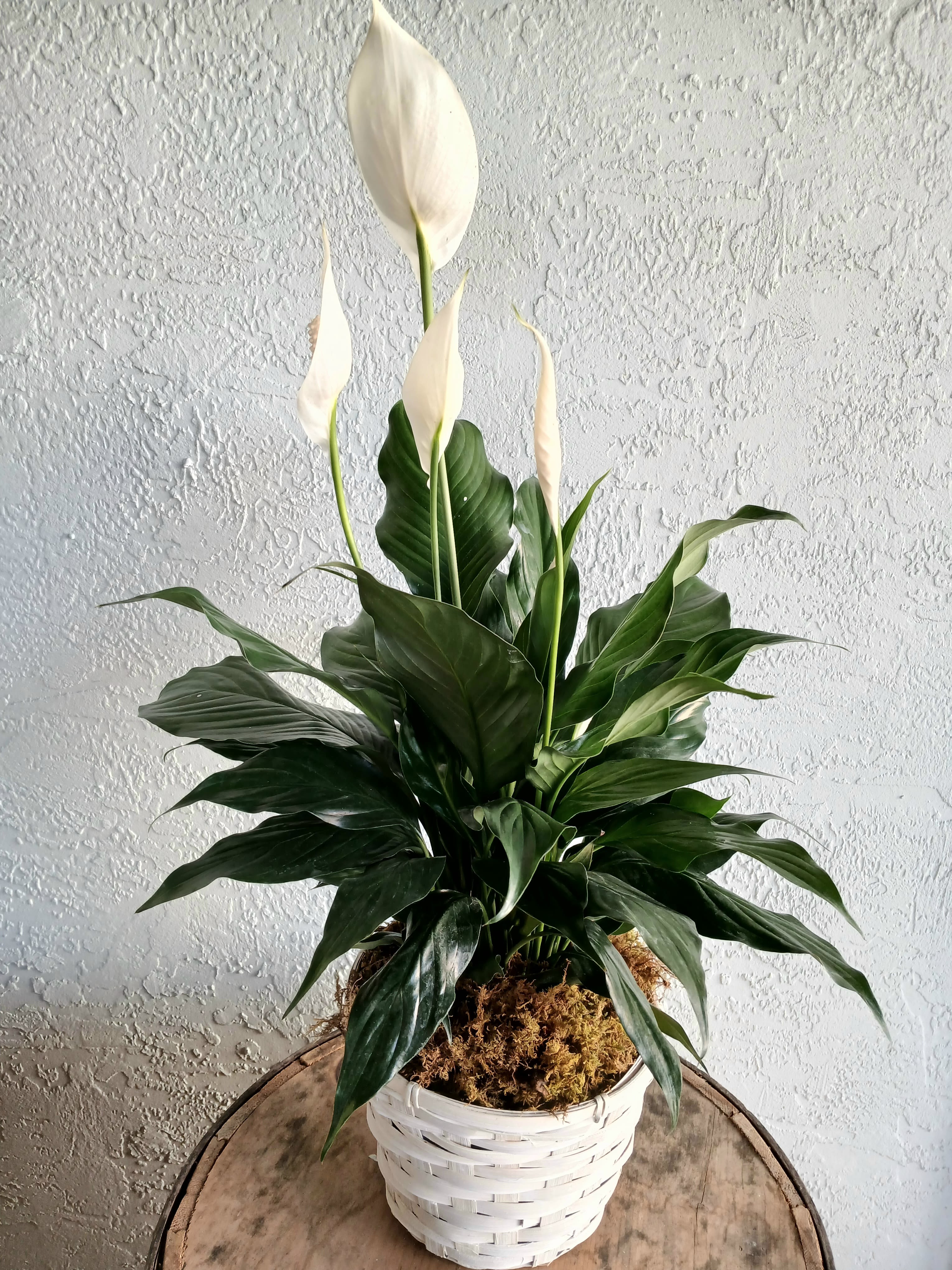 White peace lily plant in a white woven basket pot