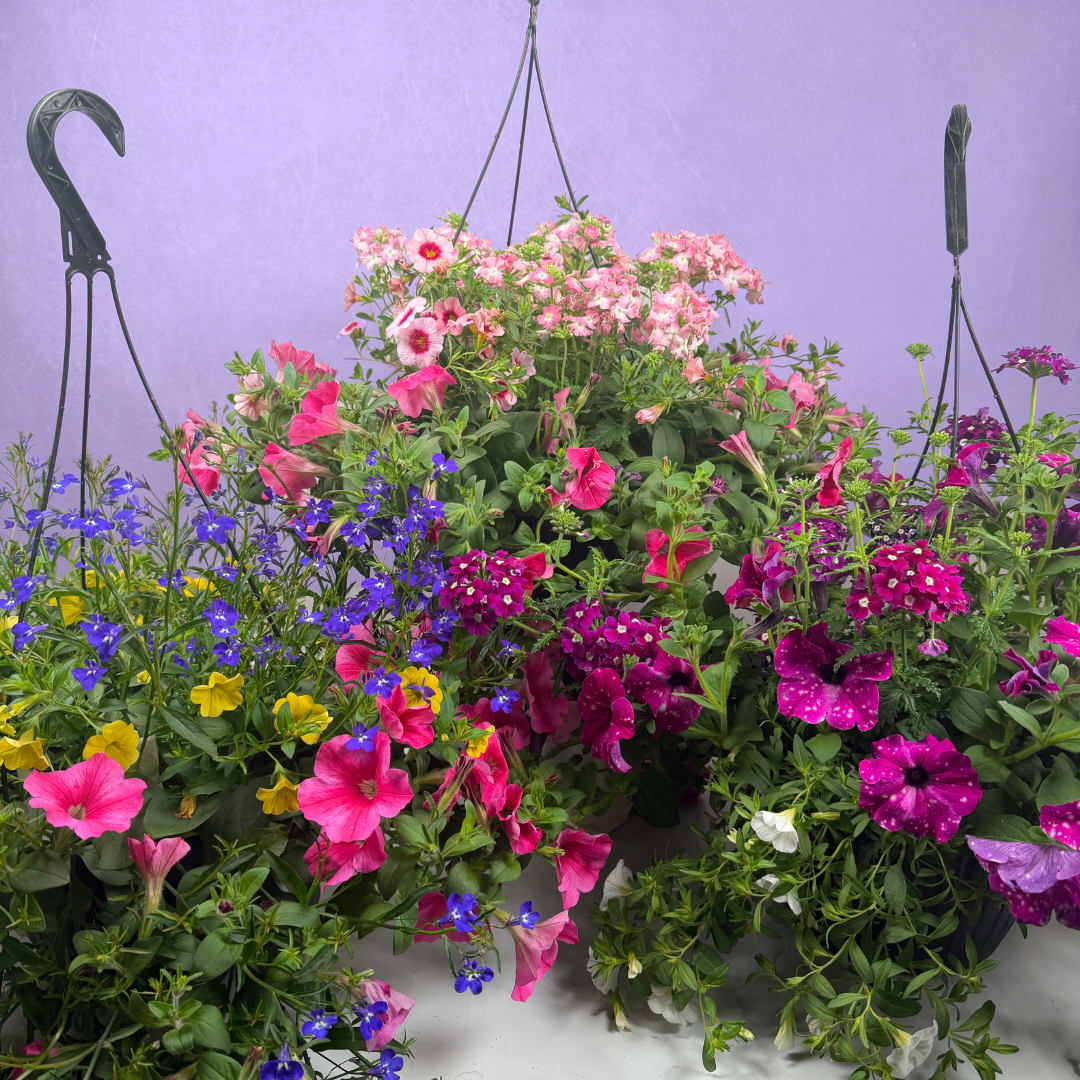 10" Mixed Hanging Basket - Overflowing cascades of blooms make this 10" mixed hanging basket an instant porch brightener, perfect as a spring or summer housewarming gift or a cheerful everyday decoration. The lively mix of vibrant colors and fresh green foliage reads joyful and casual, the kind of hanging basket that makes the person you're thinking of feel welcomed and delighted the moment they see it.  This planted hanging basket arrives ready to hang in a black plastic pot with sturdy black wires and a metal hanging hook, overflowing with densely packed, trailing flowers and abundant foliage for a full, garden-center look, no arranging required.  Ideal for porches, balconies, entryways or as a sunny gift that keeps giving all season, this basket needs regular watering and a sunny to partly sunny spot to stay its most vibrant. Choose this for casual gifting, housewarmings, or anyone who loves a burst of summer color and a low-fuss, high-impact floral display.