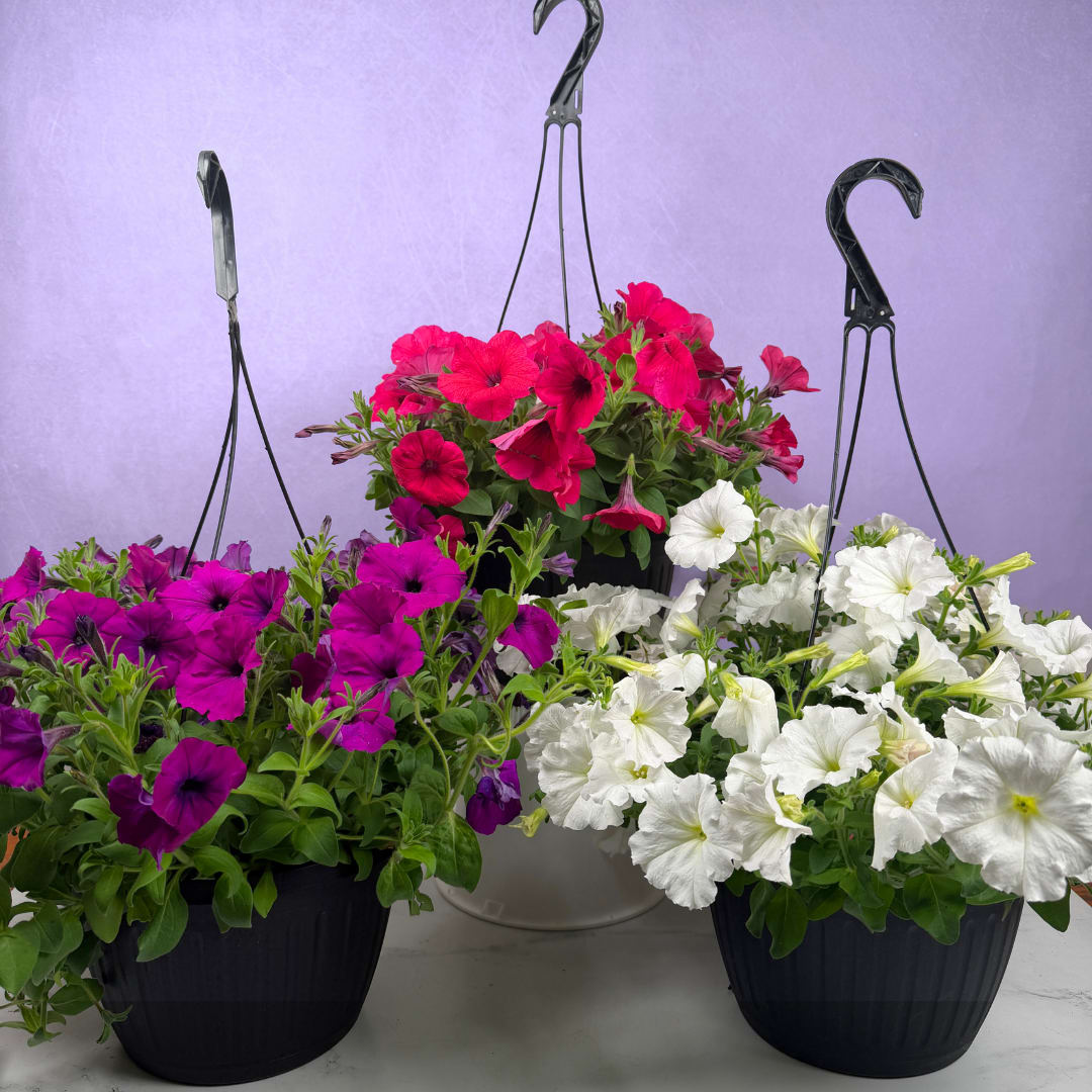 10" Petunia Hanging Basket - Overflowing petunias in shades of hot pink, magenta-purple or crisp white make this 10" hanging basket an instant porch brightener, perfect as a birthday gift, a cheerful "thinking of you" surprise, or casual spring and summer patio décor. The trailing habit and full, rounded form give the recipient an immediate sense of abundance and joy; she'll feel celebrated the moment the basket is hung and the blooms spill into view.  Each basket comes in a dark 10" planter with sturdy black hanging wires and a plastic hook or black metal hanger for easy installation. Dense green foliage and small buds add texture beneath the saturated blossoms, creating a soft, garden-center look that's low-fuss and high-impact. We'll pick out the petunia basket that has the best looking blooms for you so you're sure to get the highest quality planter we have in stock. Water regularly, allow good drainage, and enjoy a season of continuous color.