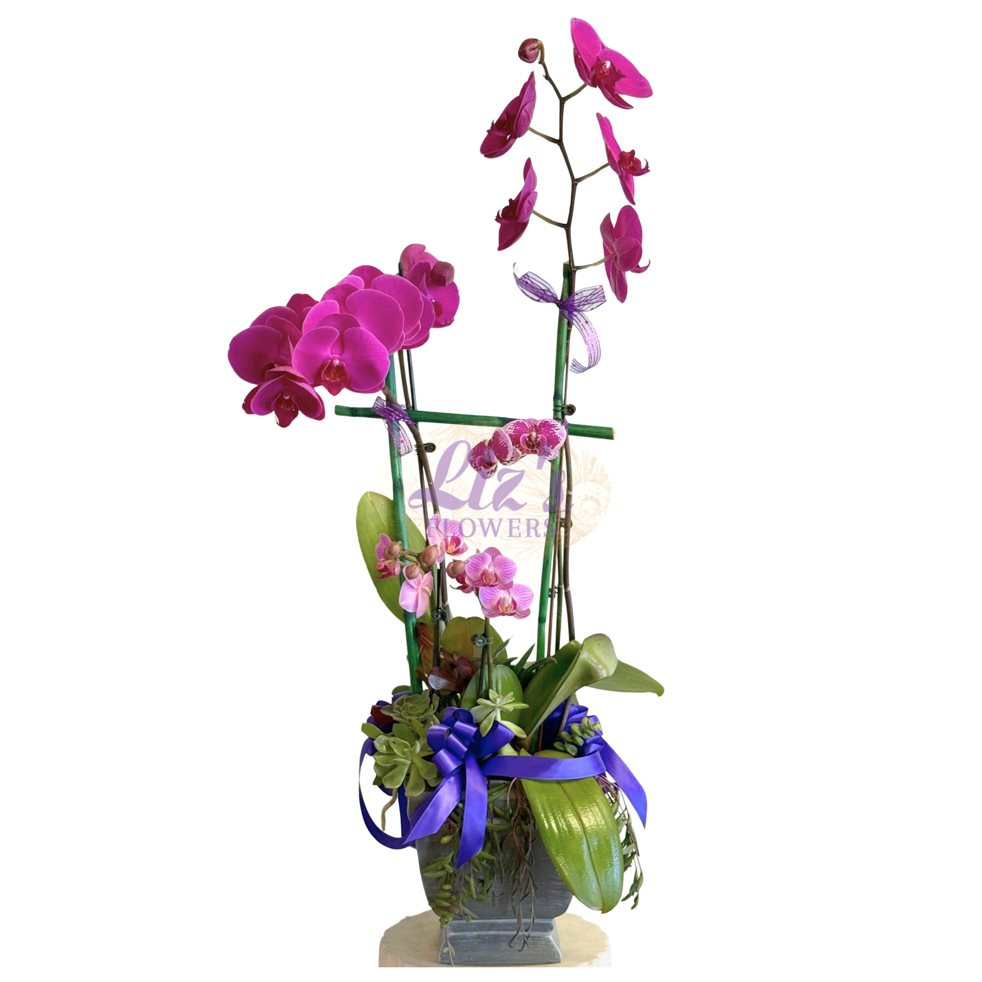 Purple Orchid Majesty - Featuring two stunning, tall-reaching Phalaenopsis orchid stems in a vibrant royal purple, this arrangement is expertly anchored in a bed of lush succulents