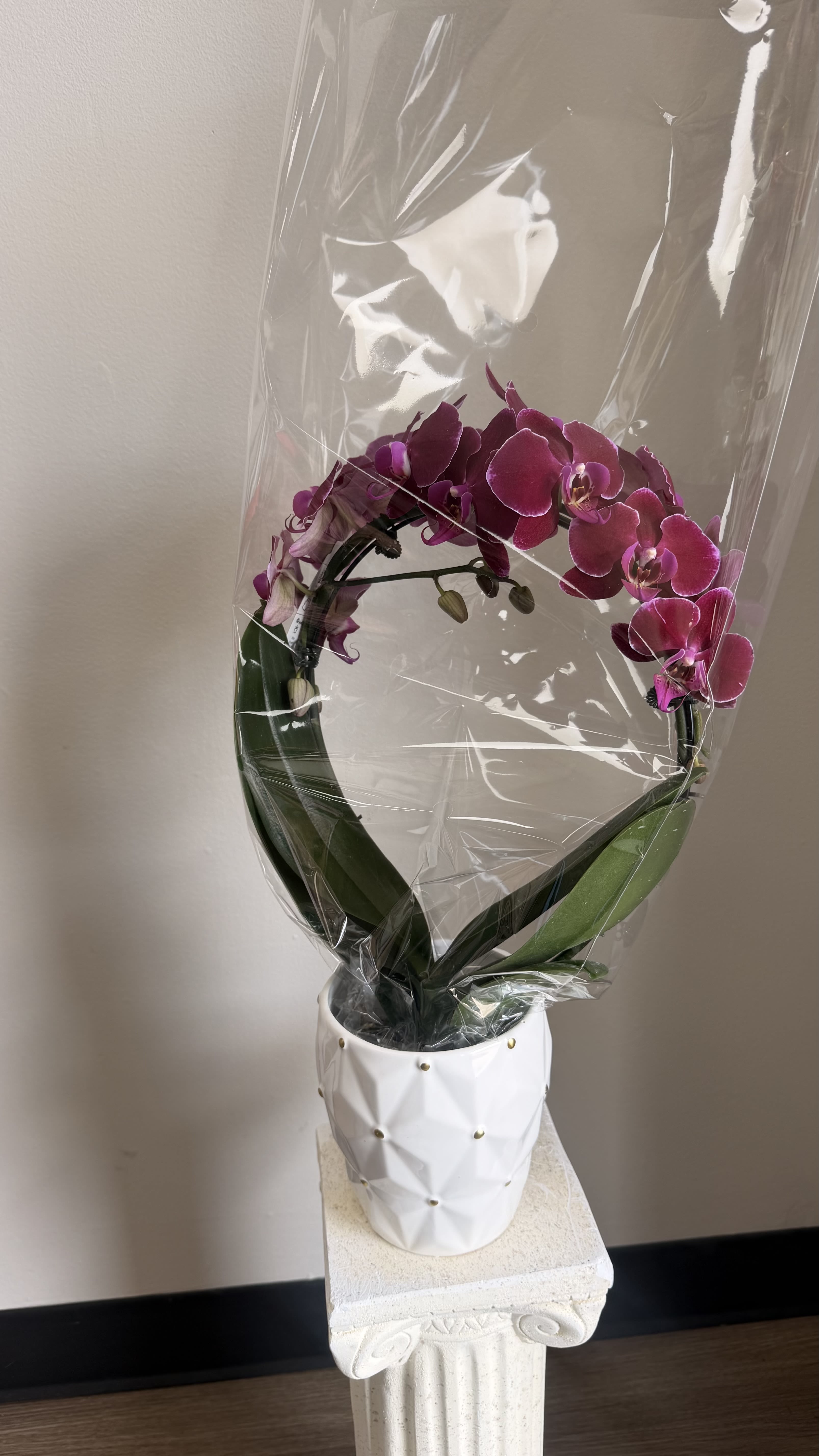 Orchids  - Vivid Phalaenopsis orchids bring an instant touch of elegance-perfect as a birthday bouquet alternative, a gracious thank-you gift, a thoughtful housewarming present, or a quiet sympathy arrangement. These potted orchid arrangements place the recipient first: the graceful arching stems and long-lasting blooms say "you're seen" with refined simplicity, whether she prefers bold magenta, delicate white-pink speckling, or calm green foliage.  Each arrangement features healthy Phalaenopsis orchids with several open blooms and developing buds set above glossy dark green leaves, planted in a white ceramic pot with a modern faceted profile and subtle gold-tone studs (wrapped in clear protective plastic for gift-ready presentation). The compact, upright form fits tabletops, desks, and entry consoles without crowding the space; colors range from vivid purple to white with deep pink speckles, all balanced by fresh green leaves for a clean, contemporary look.  Ideal for someone who appreciates low-maintenance beauty, these orchids reward simple care-bright, indirect light and moderate watering when the potting mix begins to dry. Choose this arrangement to mark celebrations or to quietly comfort: it's the kind of living gift that keeps offering moments of calm and color long after the day has passed.