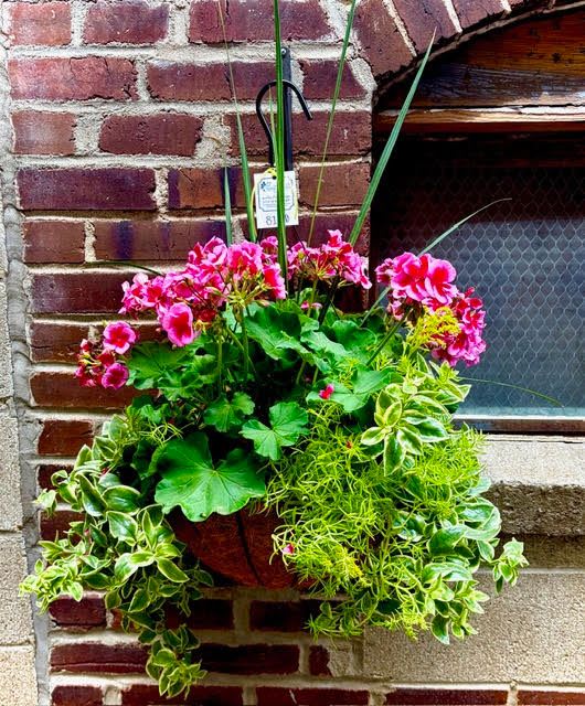 Assorted Begonia or Geranium Hanging Basket - A stunning display of orange or yellow begonias in a cone shape basket, or pink geraniums in a cocoa basket, complimented by beautiful draping green plants, is the perfect way to show your love or appreciation! If you have a preference of flower or color in your selection of gift, please indicate so in the "Special Instructions" section of the order. Otherwise our team will choose whatever is the most beautiful.
